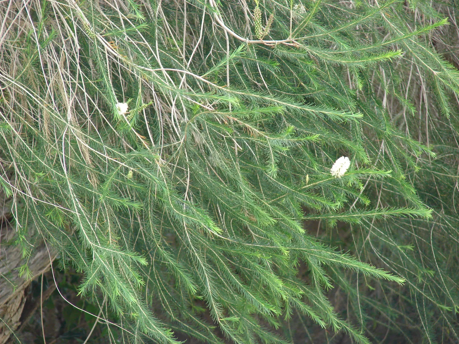 Prickly Paperbark (Melaleuca Styphelioides) — revealing a varying color palette from creamy white to a grey hue