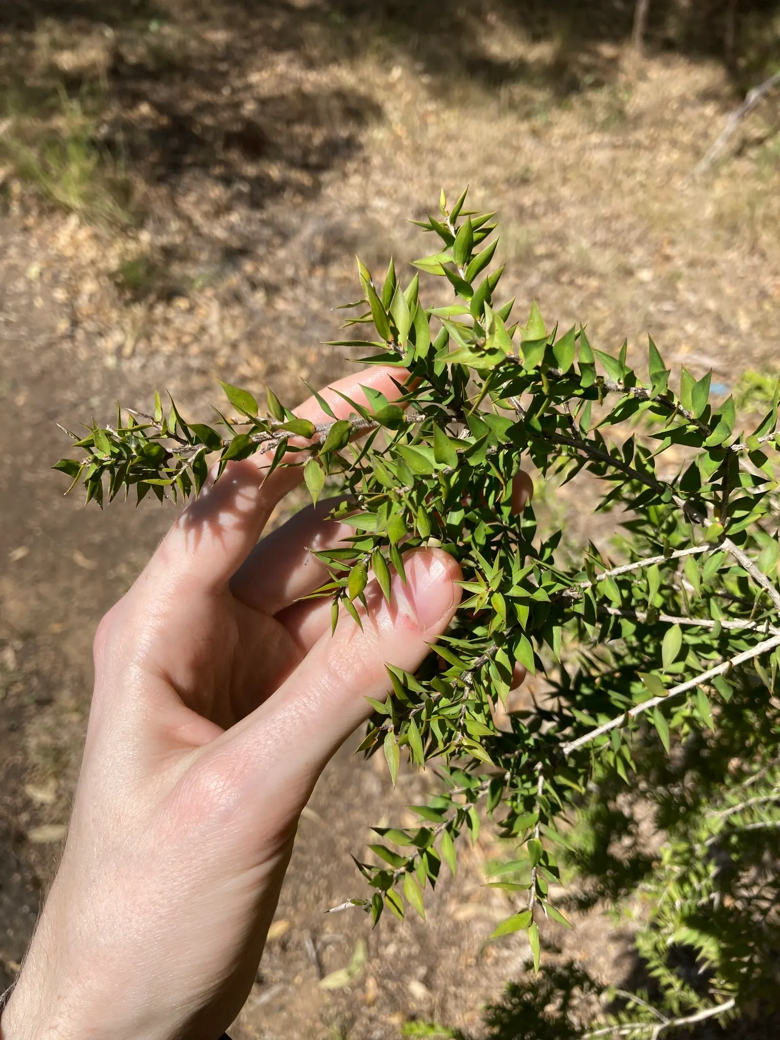 Prickly Paperbark (Melaleuca Styphelioides) — This sturdy evergreen tree can reach up to 20 to 30 feet in height