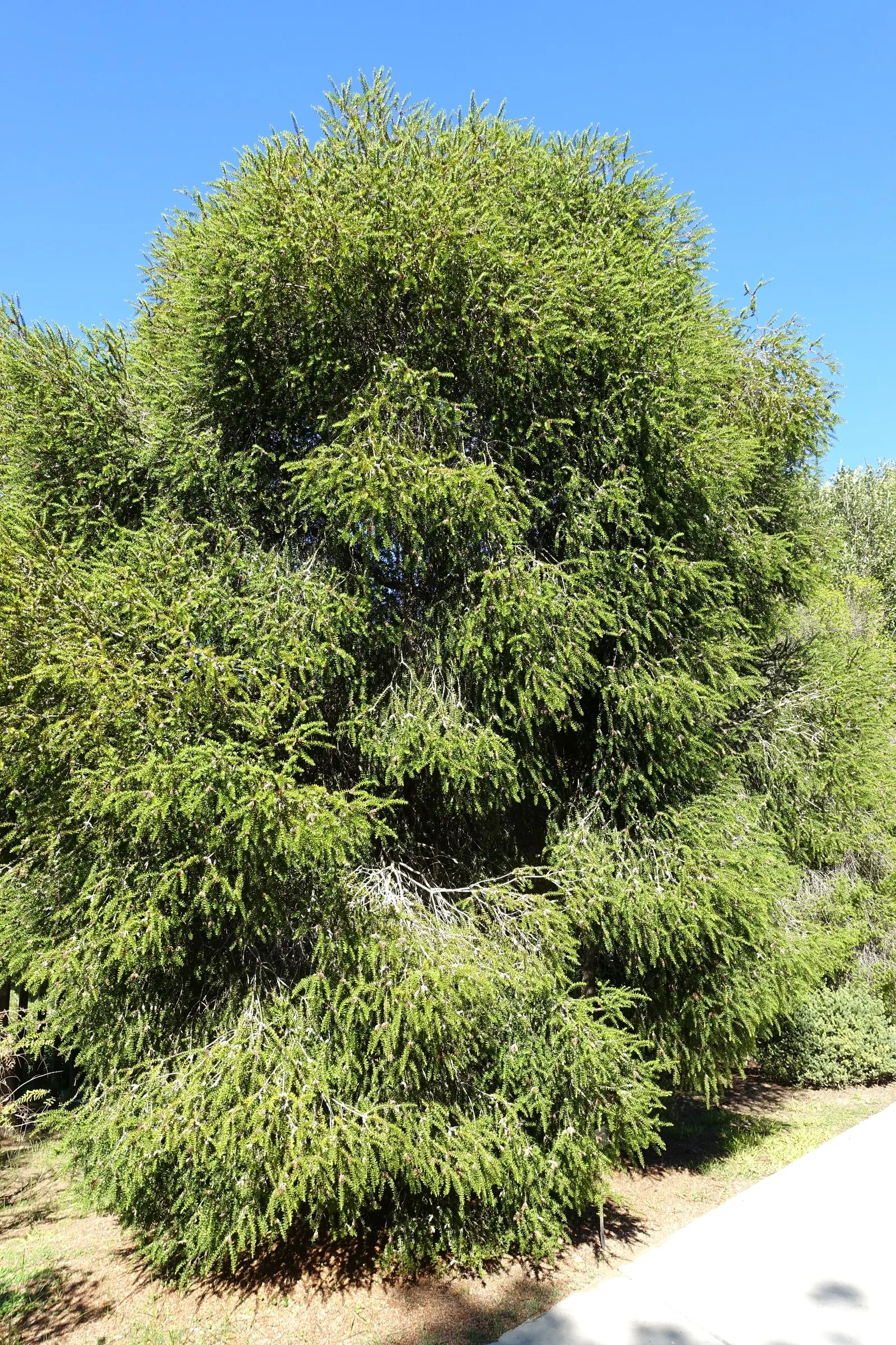 Prickly Paperbark (Melaleuca Styphelioides) — tree for full