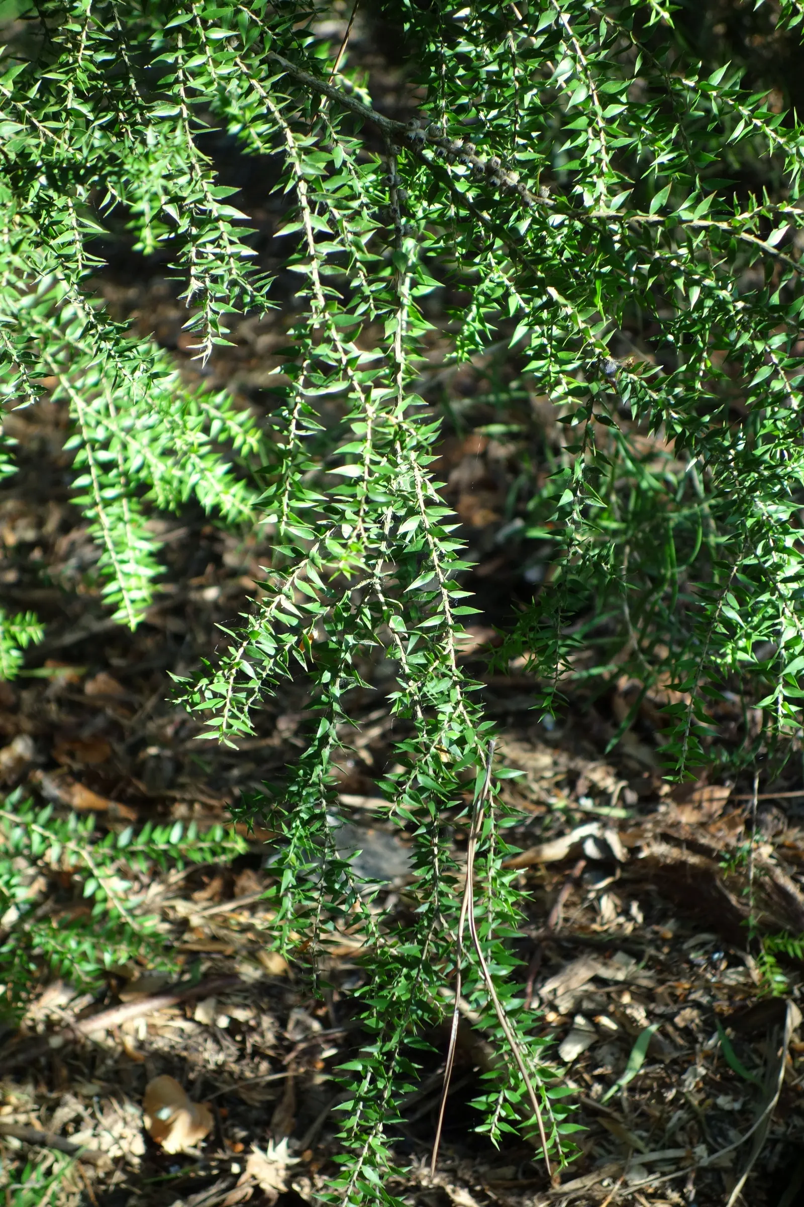 Prickly Paperbark (Melaleuca Styphelioides) — tree with white blooms