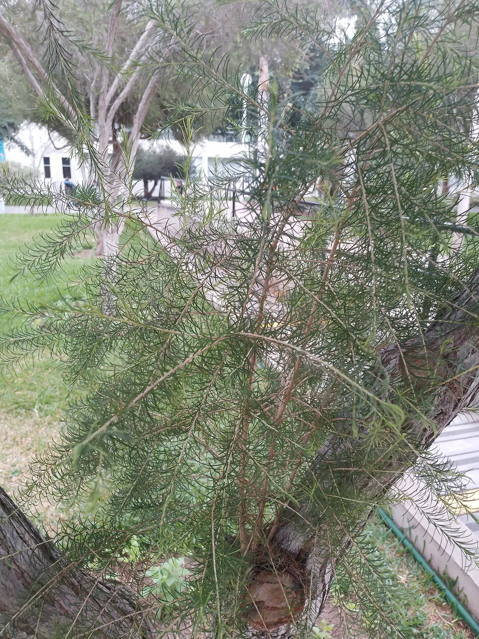 Prickly Paperbark (Melaleuca Styphelioides) — making it an excellent choice for landscape designs that seek to balance ornamental allure with hardiness