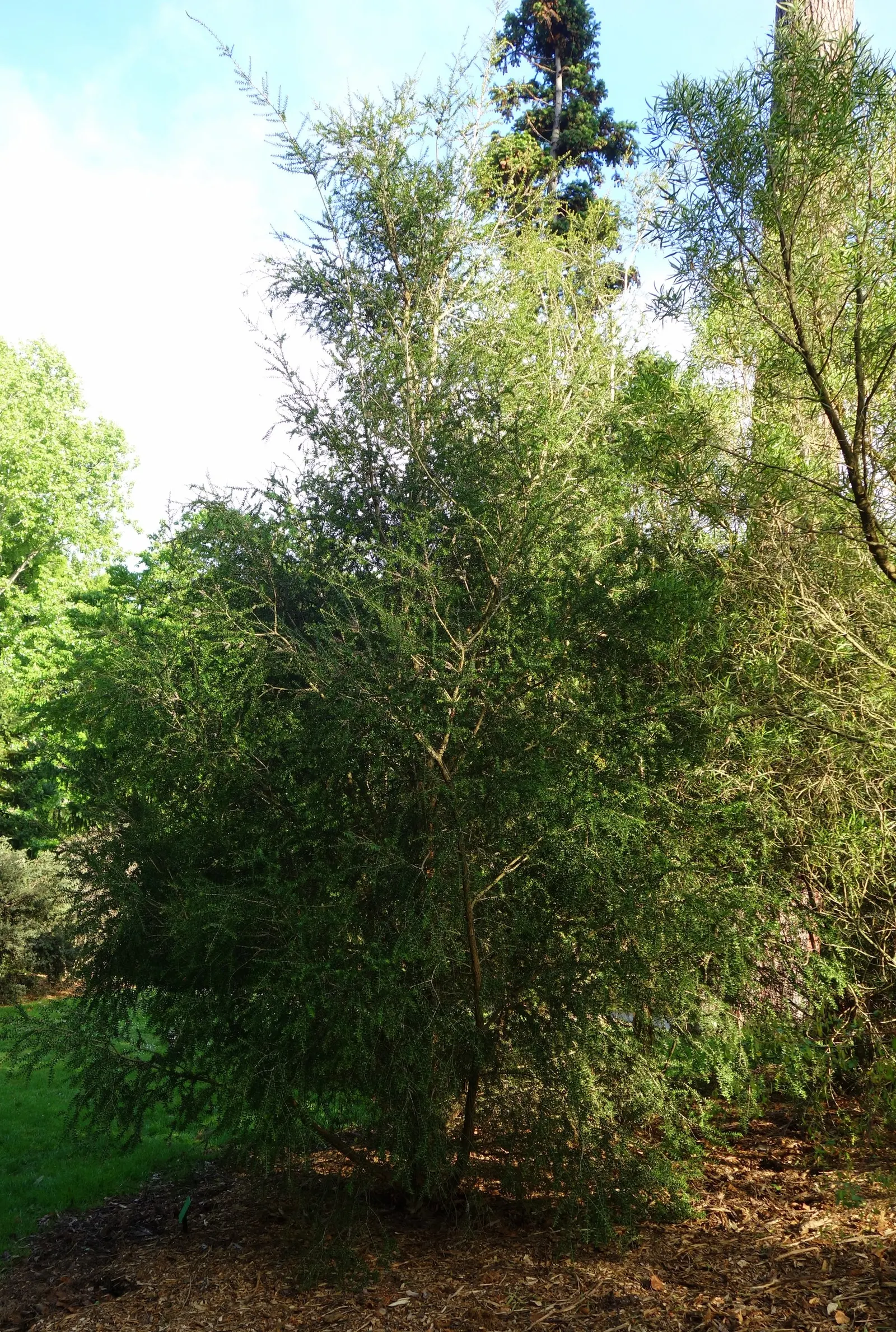 Prickly Paperbark (Melaleuca Styphelioides) — white flowers in the garden