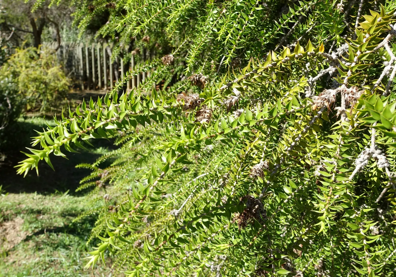 Prickly Paperbark (Melaleuca Styphelioides) — scientifically known as Melaleuca styphelioides