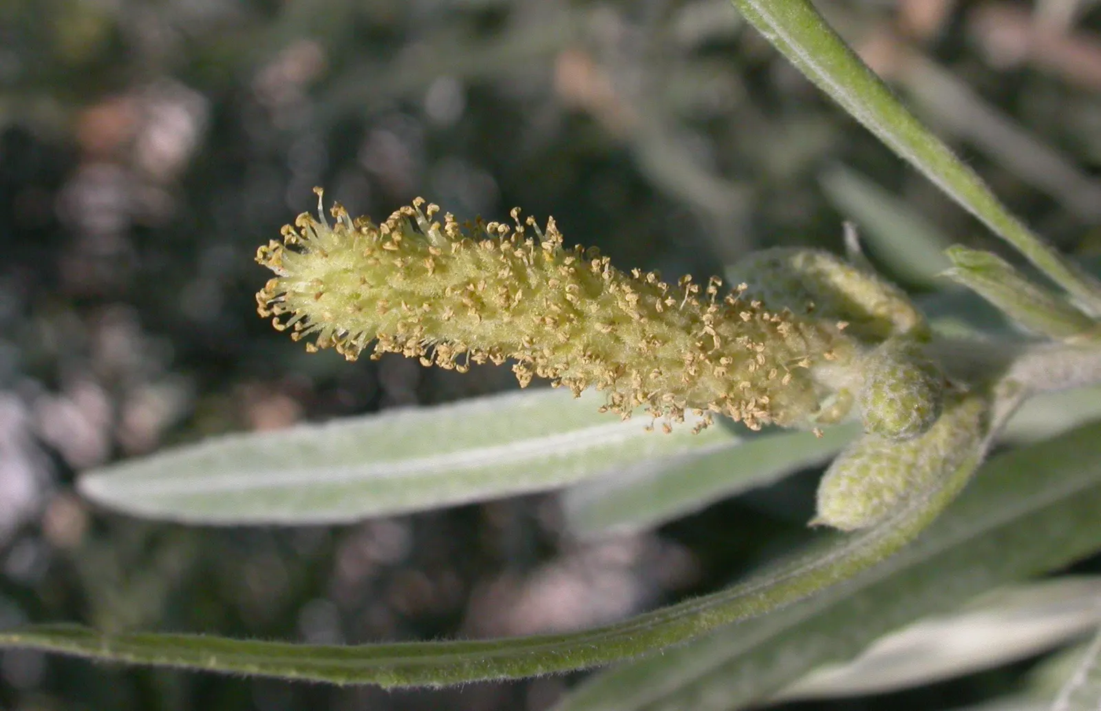Arroyo Willow (Salix Exigua) — Salix exigua is relatively unbothered by pests and diseases