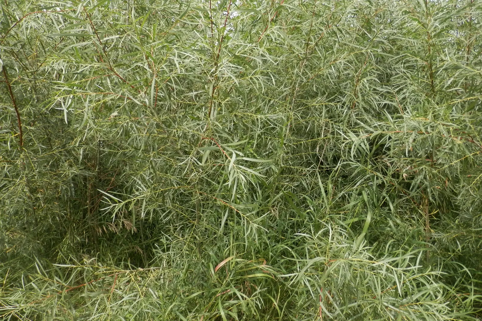 Arroyo Willow (Salix Exigua) — tree for full or half