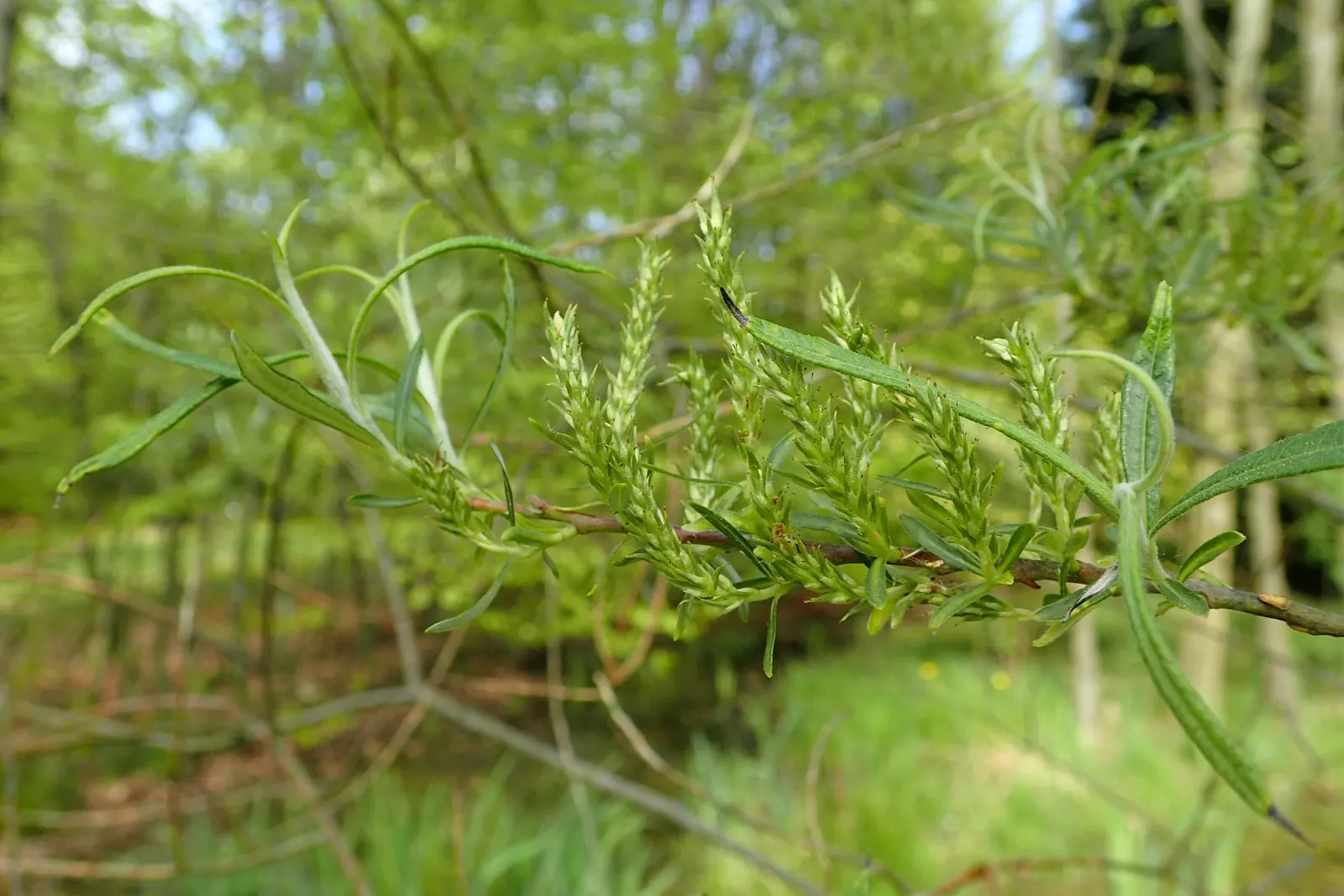 Arroyo Willow (Salix Exigua) — acknowledge its natural affinity for water by placing it in a site that can accommodate its moisture needs; white, image 83