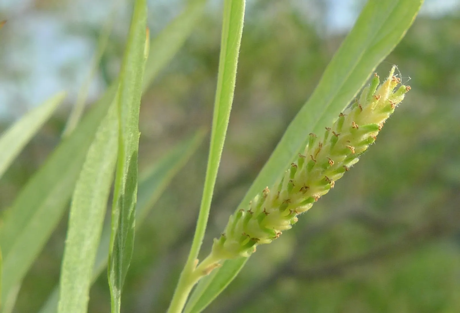 Arroyo Willow (Salix Exigua) — and is commonly found along streams