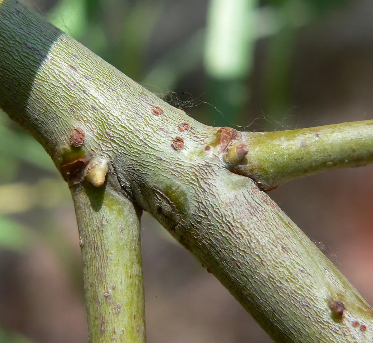 Arroyo Willow (Salix Exigua) — This deciduous shrub/small tree ranges from 13-33 ft; and is commonly found along streams, image 60