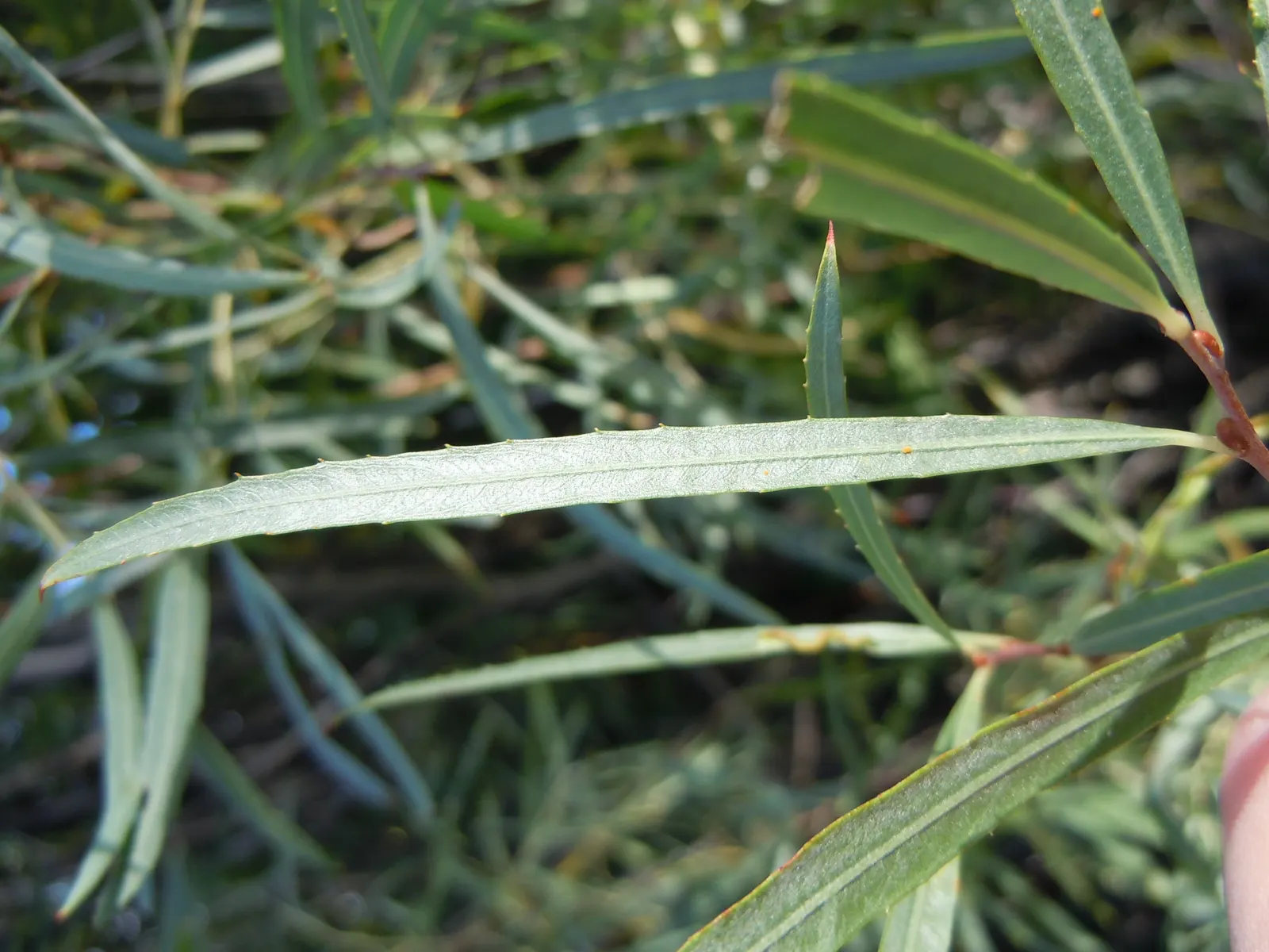 Arroyo Willow (Salix Exigua) — In spring, it sports catkins, adding a soft texture; acknowledge its natural affinity for water by placing it in a, image 62