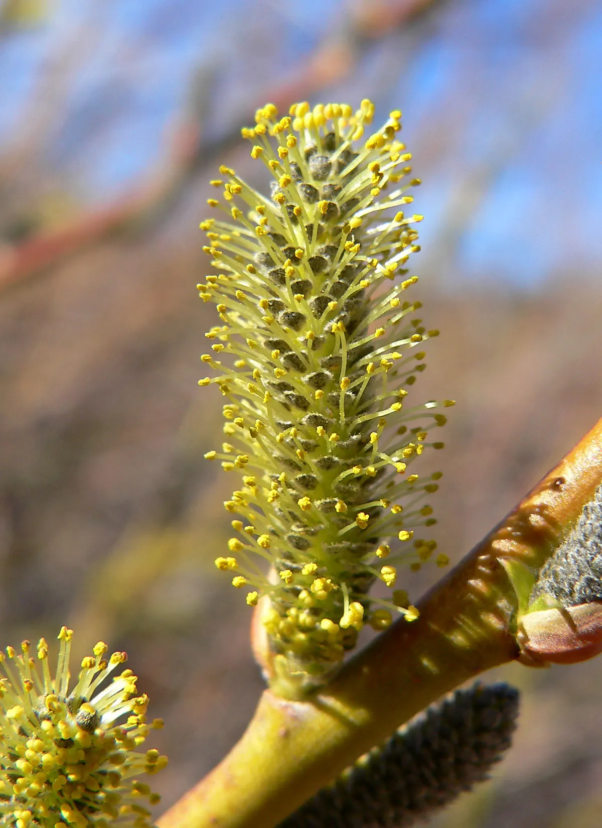 Arroyo Willow (Salix Exigua) — in height, with narrow, lance-shaped leaves