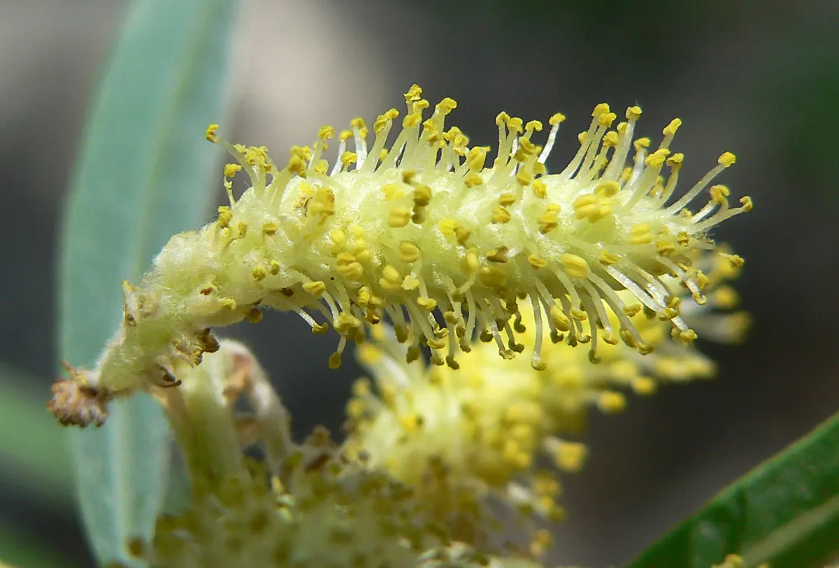 Arroyo Willow (Salix Exigua) — Salix exigua is relatively unbothered by pests and diseases; its dense, thicket-forming habit offers erosion control and habitat