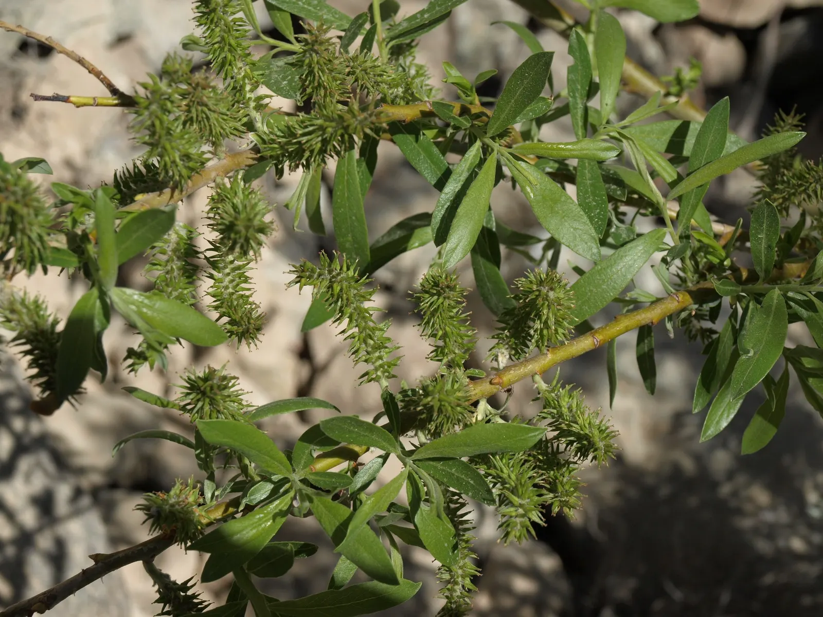 Arroyo Willow (Salix Exigua) — Salix exigua is relatively unbothered by pests and diseases; its dense, thicket-forming habit offers erosion control, image 80