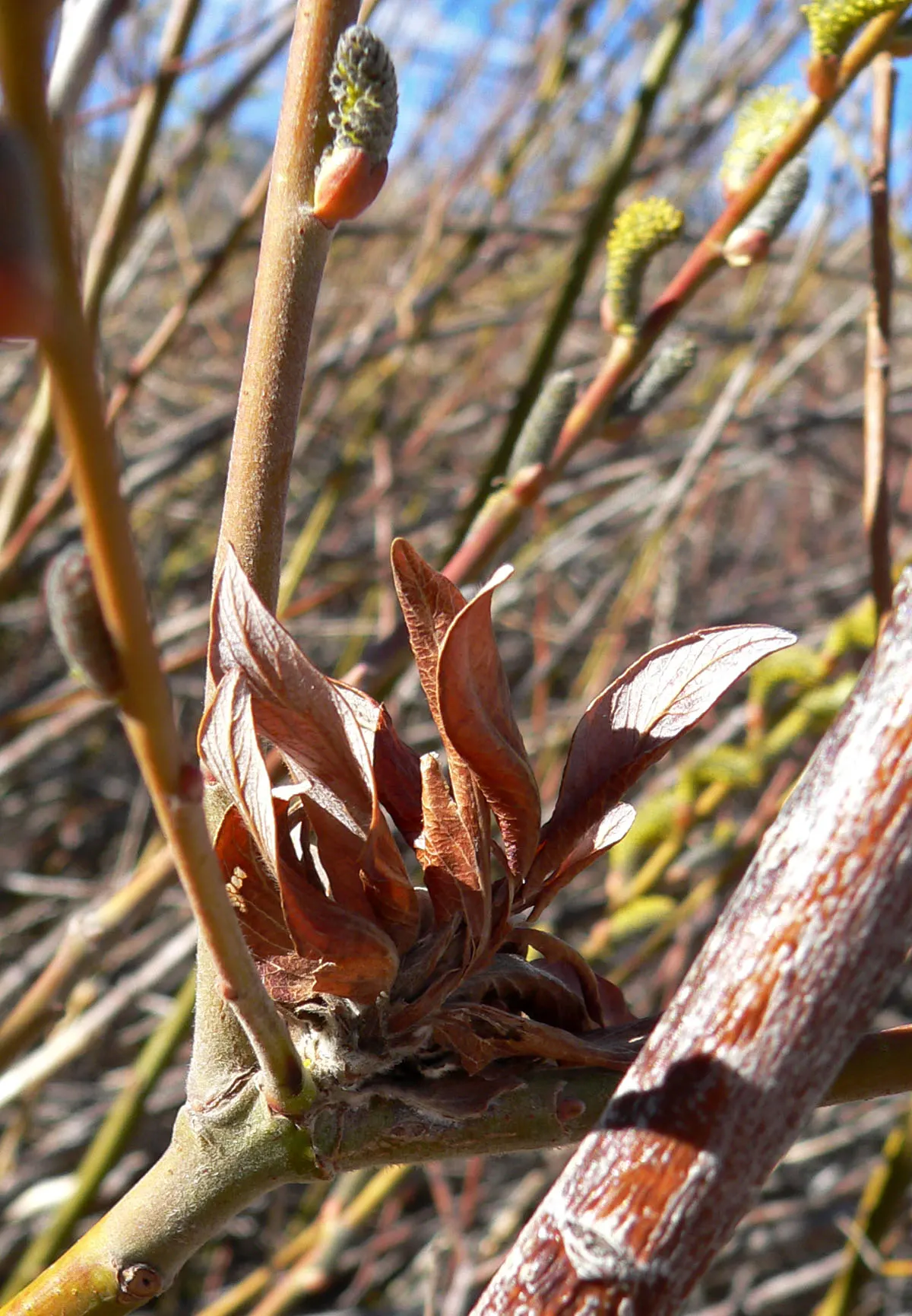 Arroyo Willow (Salix Exigua) — tree with white and yellow blooms; this deciduous shrub requires minimal maintenance once established
