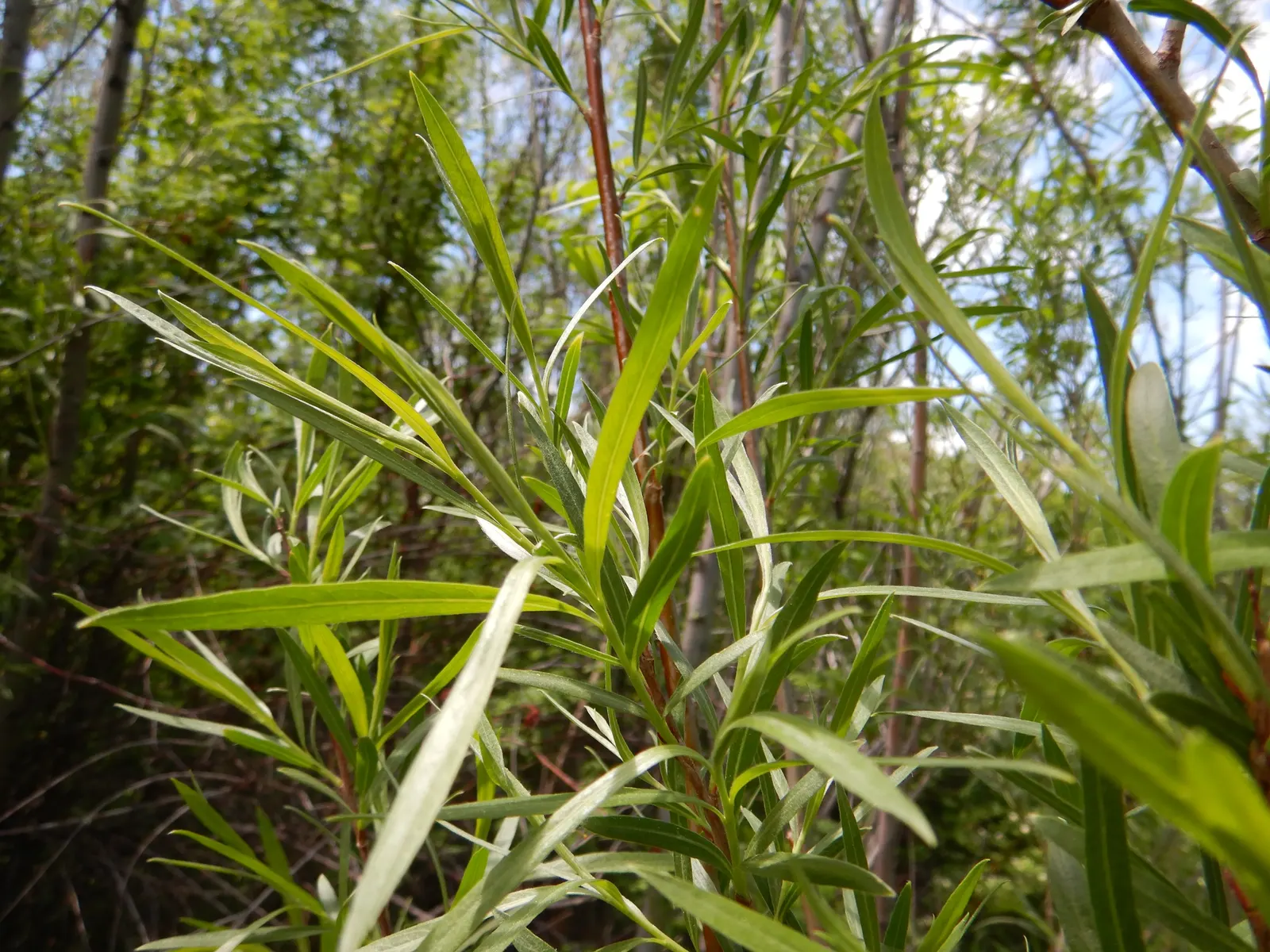 Arroyo Willow (Salix Exigua) — worry-free component for a sustainable landscape design; showcasing a gracefully rounded to spreading habit that, image 81