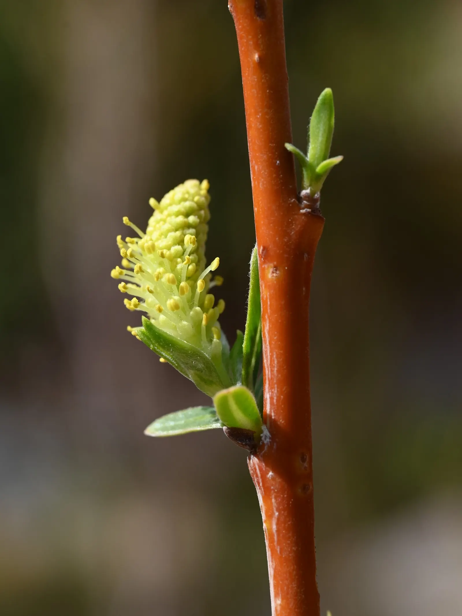 Arroyo Willow (Salix Exigua) — The Arroyo Willow, Salix lasiolepis, thrives in riparian zones; in spring, it sports catkins, adding a soft texture