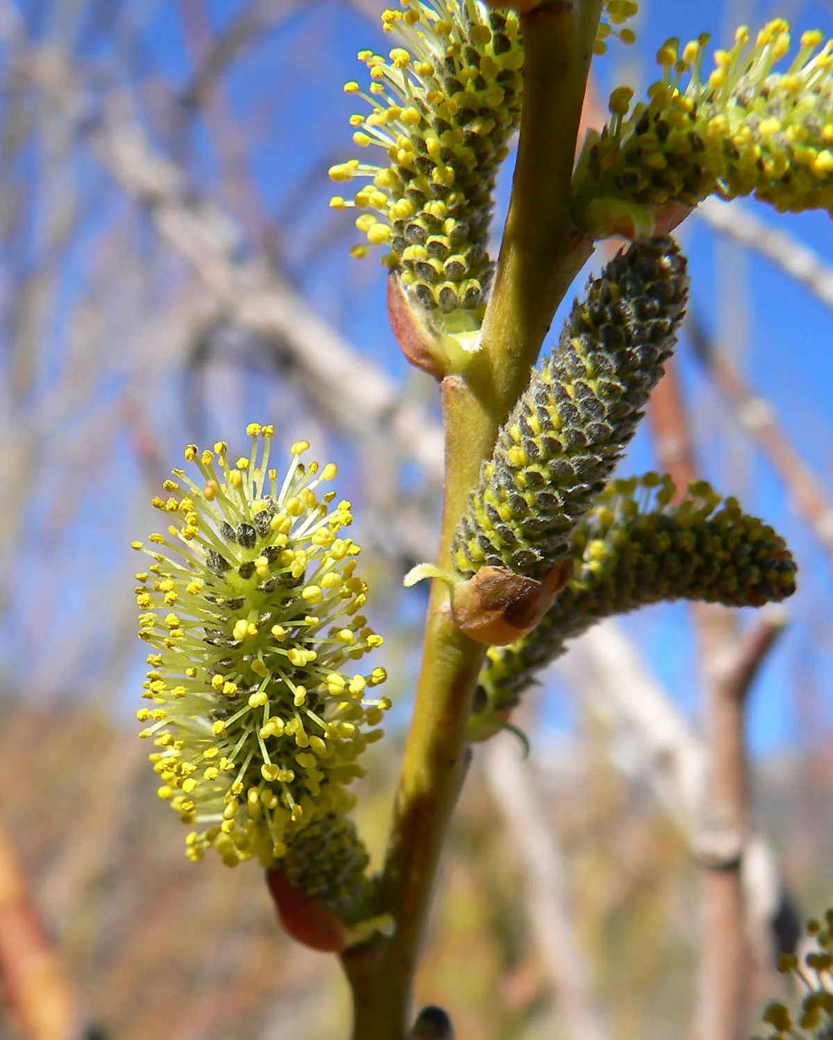 Arroyo Willow (Salix Exigua) — scientifically known as Salix exigua