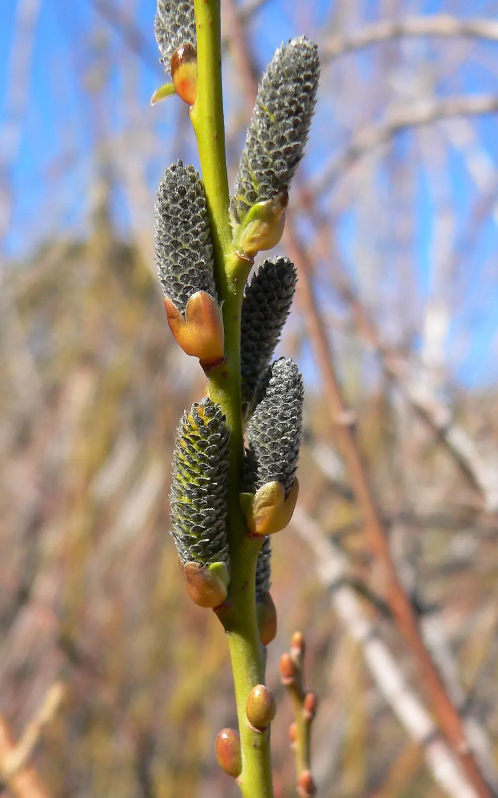 Arroyo Willow (Salix Exigua) — making it an excellent choice for erosion control as it stabilizes stream banks and slopes