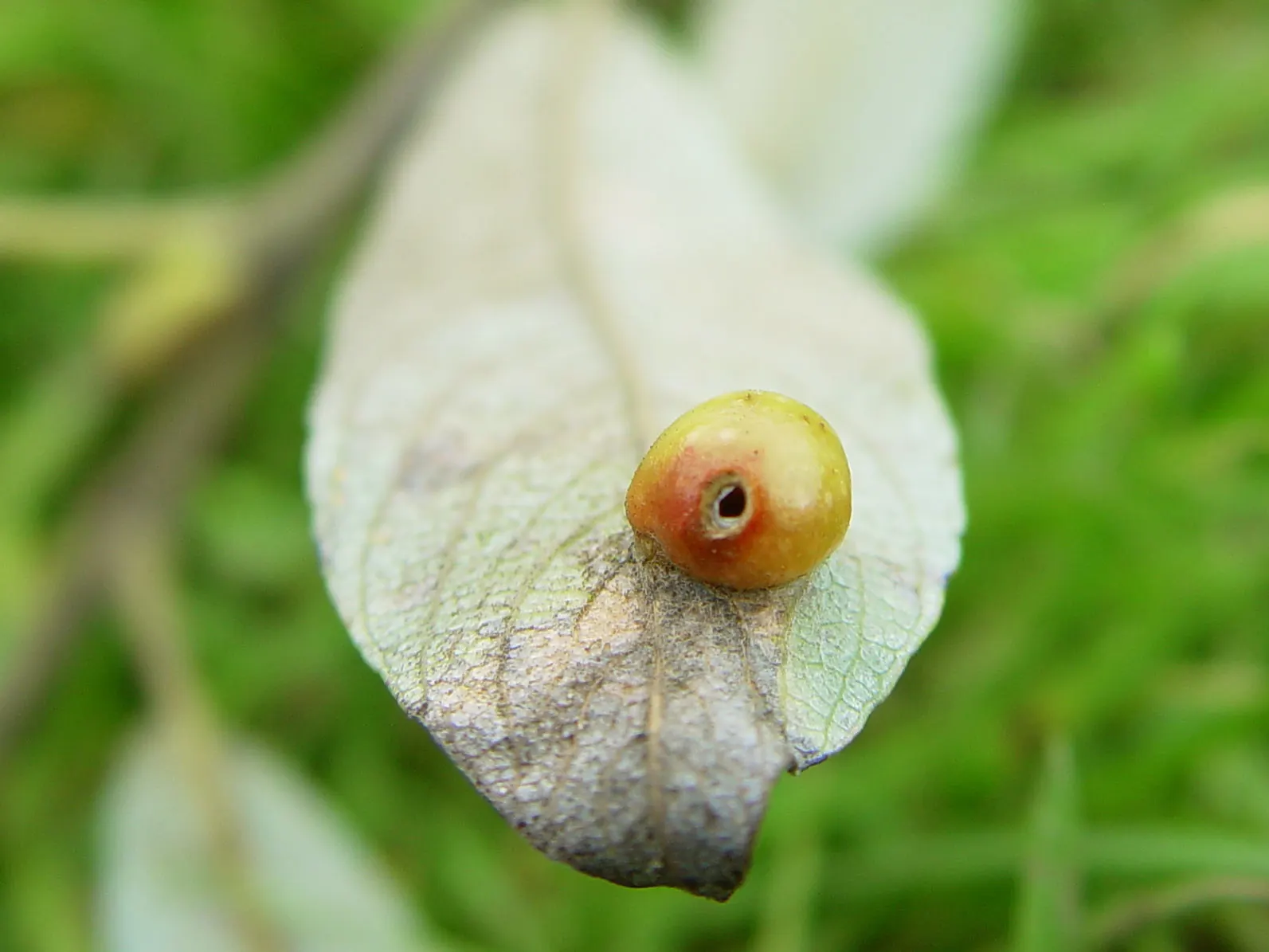 Arroyo Willow (Salix Exigua) — though occasional pruning can promote a more compact form