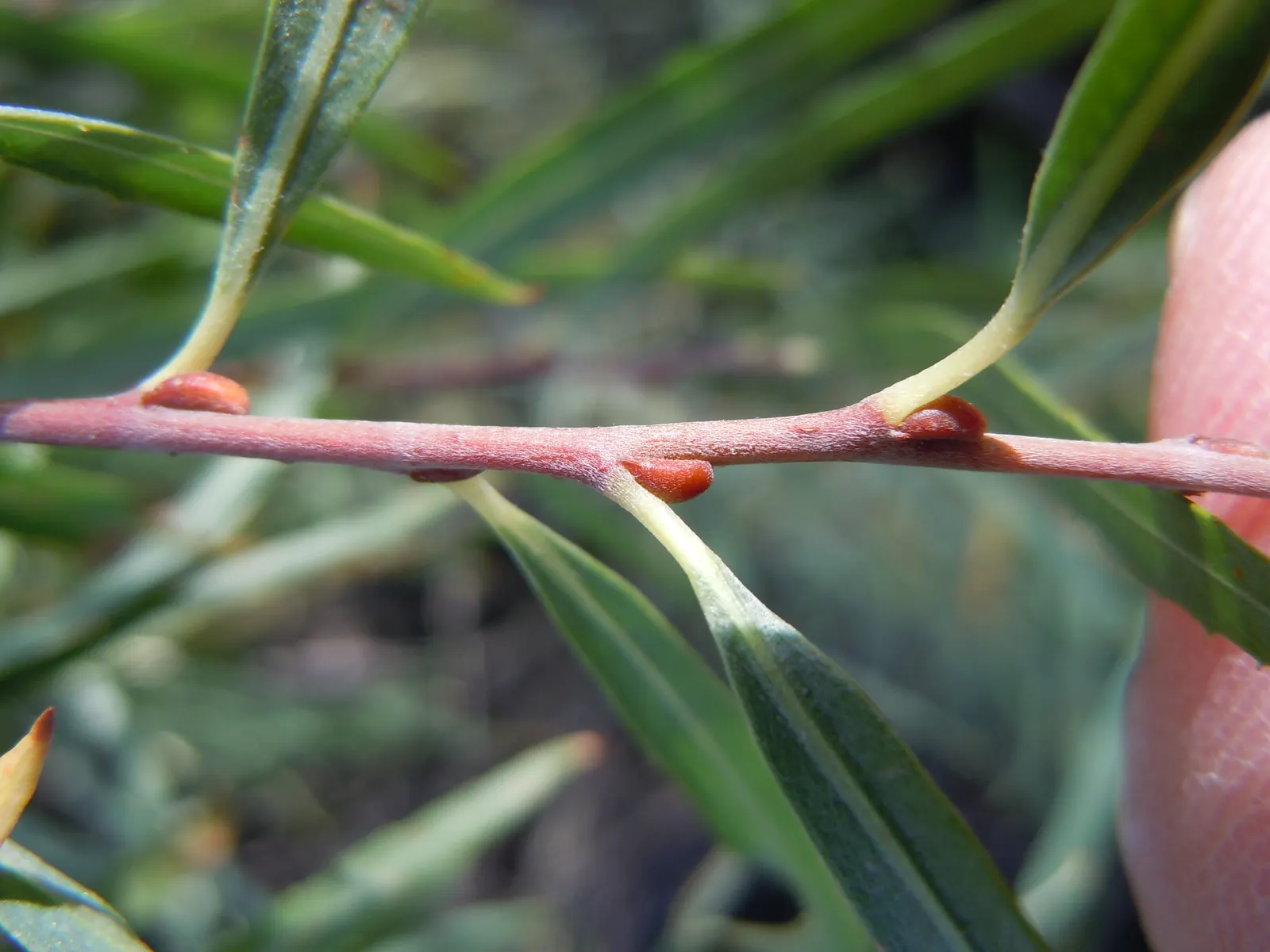 Arroyo Willow (Salix Exigua) — and is commonly found along streams; making it an excellent choice for erosion control as it stabilizes stream banks, image 69