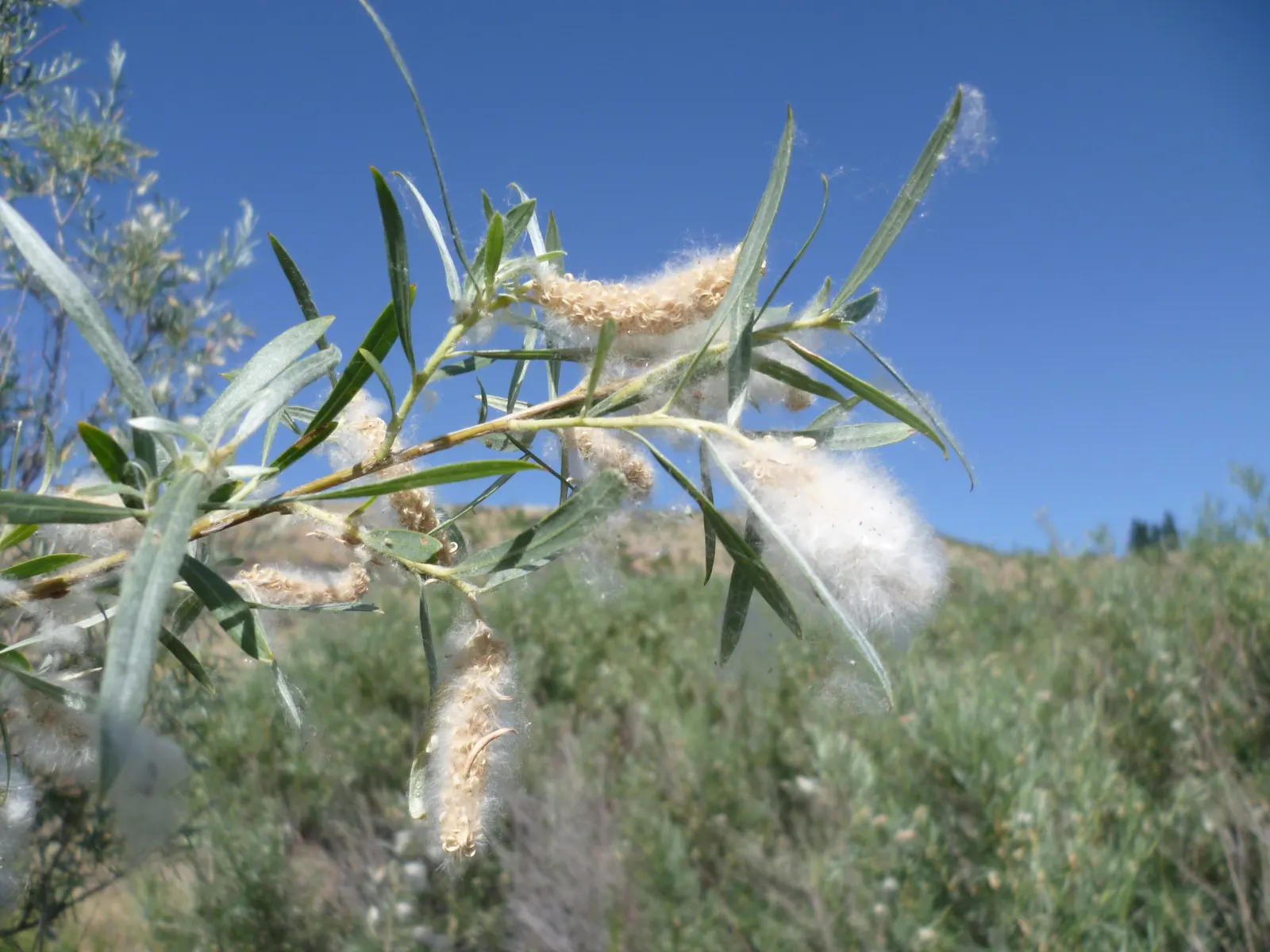 Arroyo Willow (Salix Exigua) — white and yellow flowers in the garden