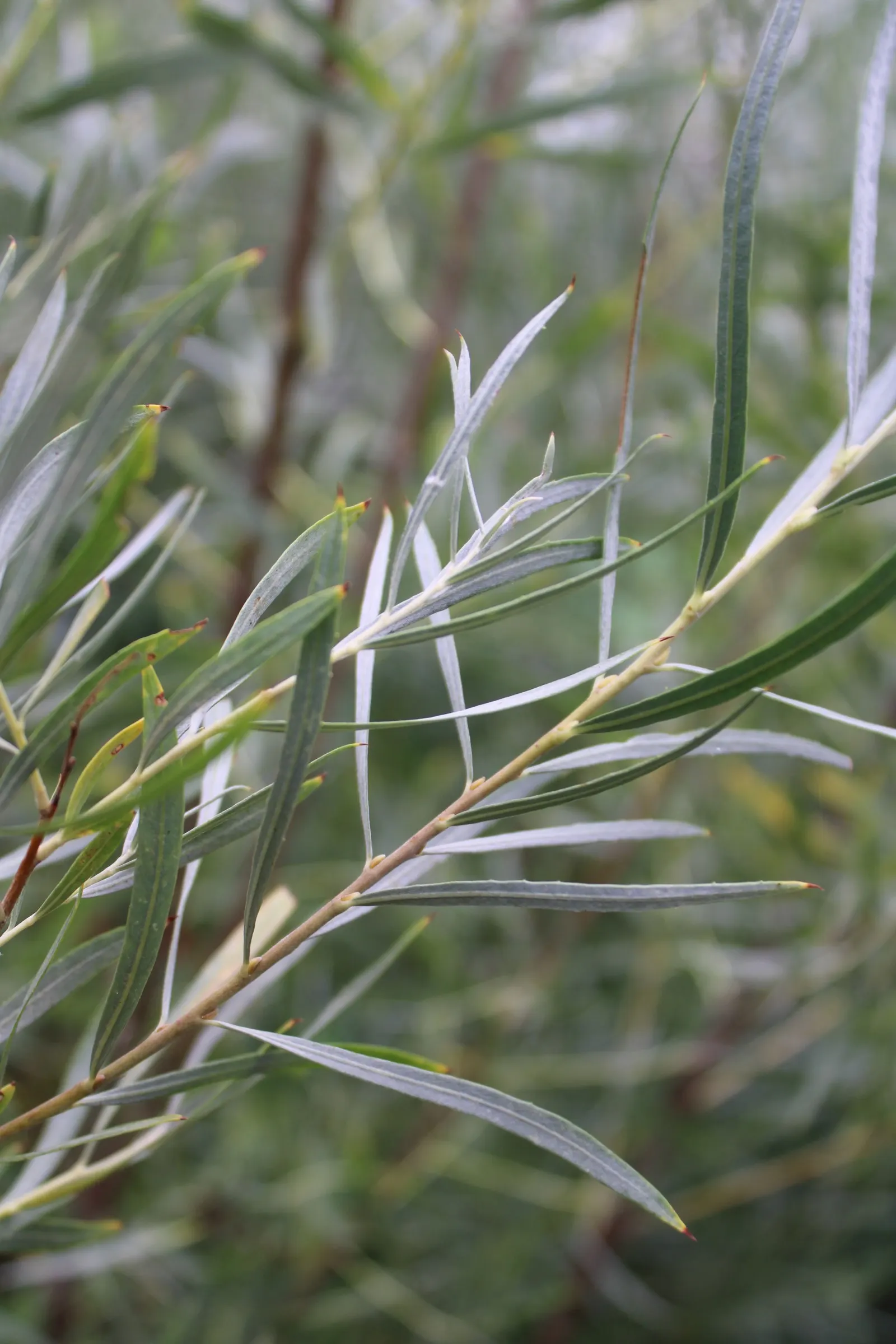 Arroyo Willow (Salix Exigua) — caution should be exercised when planting near foundations; tree for full or half, image 75