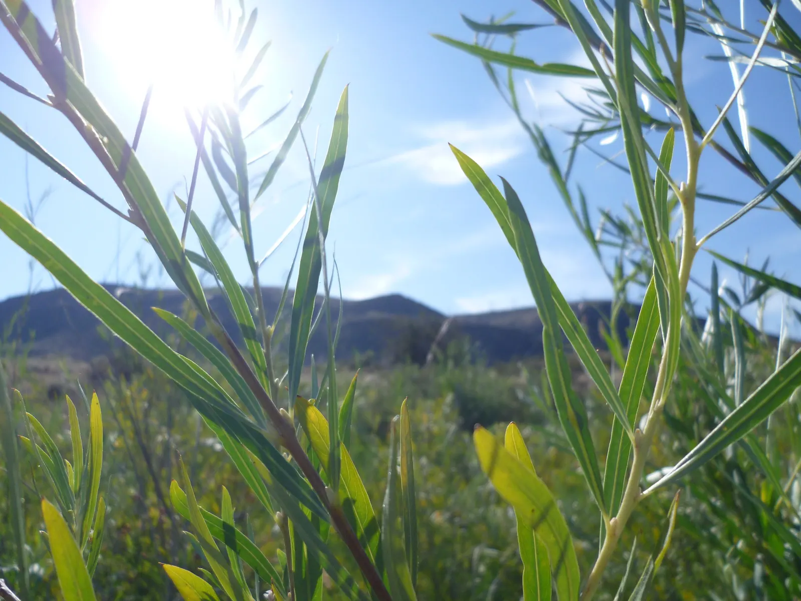 Arroyo Willow (Salix Exigua) — which are beneficial for pollinators; ideal for naturalized areas and restoration projects
