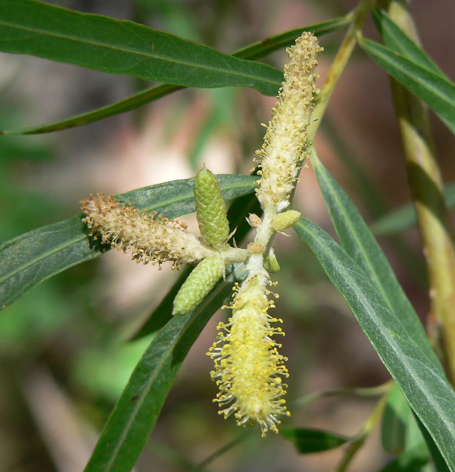 Arroyo Willow (Salix Exigua) — acknowledge its natural affinity for water by placing it in a site that can accommodate its moisture needs