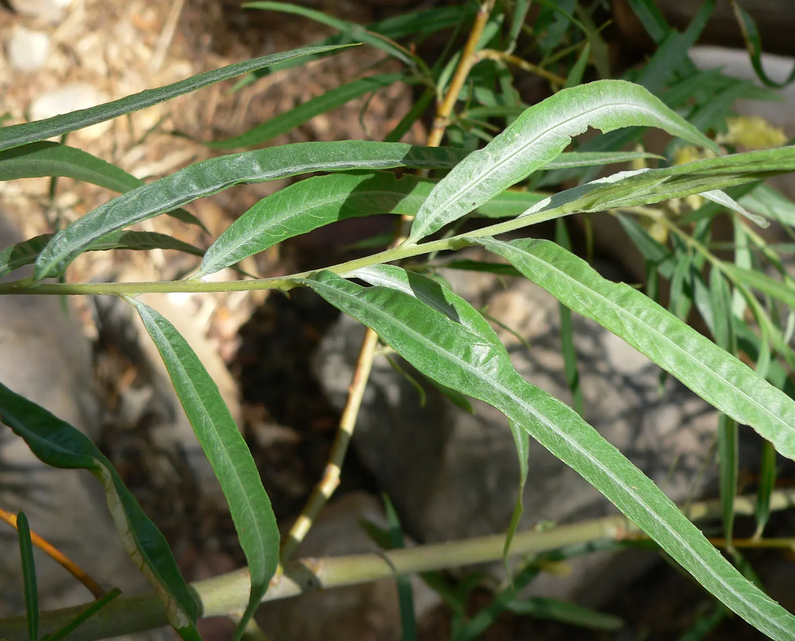 Arroyo Willow (Salix Exigua) — which are typically 2 to 5 inches long; scientifically known as Salix exigua
