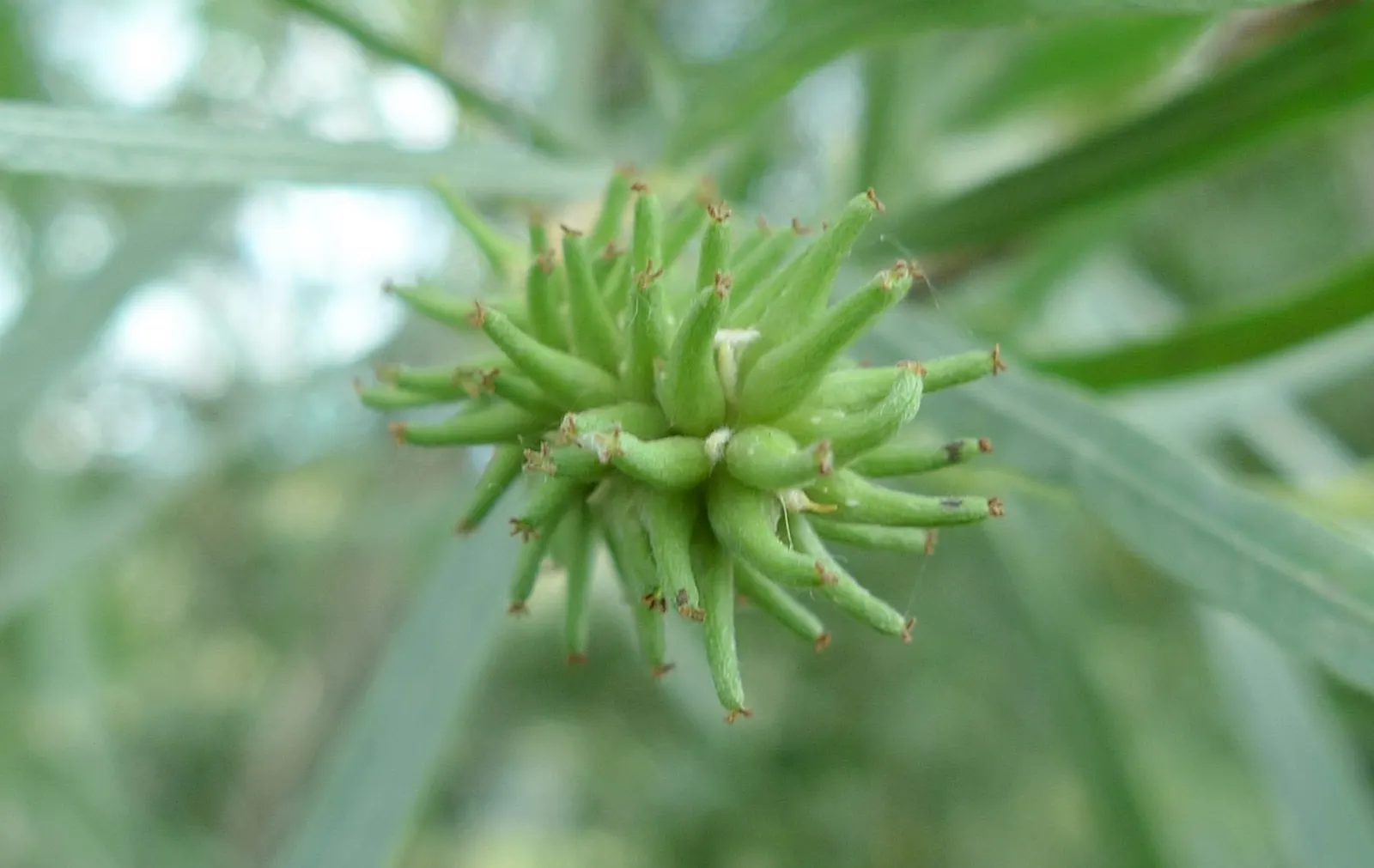 Arroyo Willow (Salix Exigua) — Ideal for naturalized areas and restoration projects