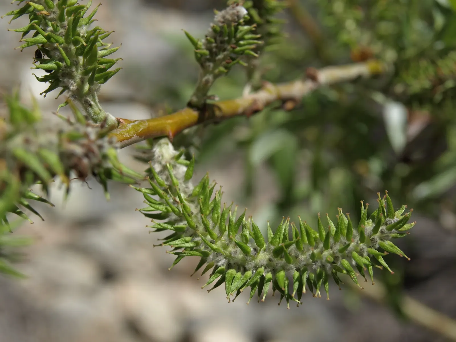 Arroyo Willow (Salix Exigua) — it thrives in USDA zones 4 through 9; this deciduous shrub/small tree ranges from 13-33 ft, image 67