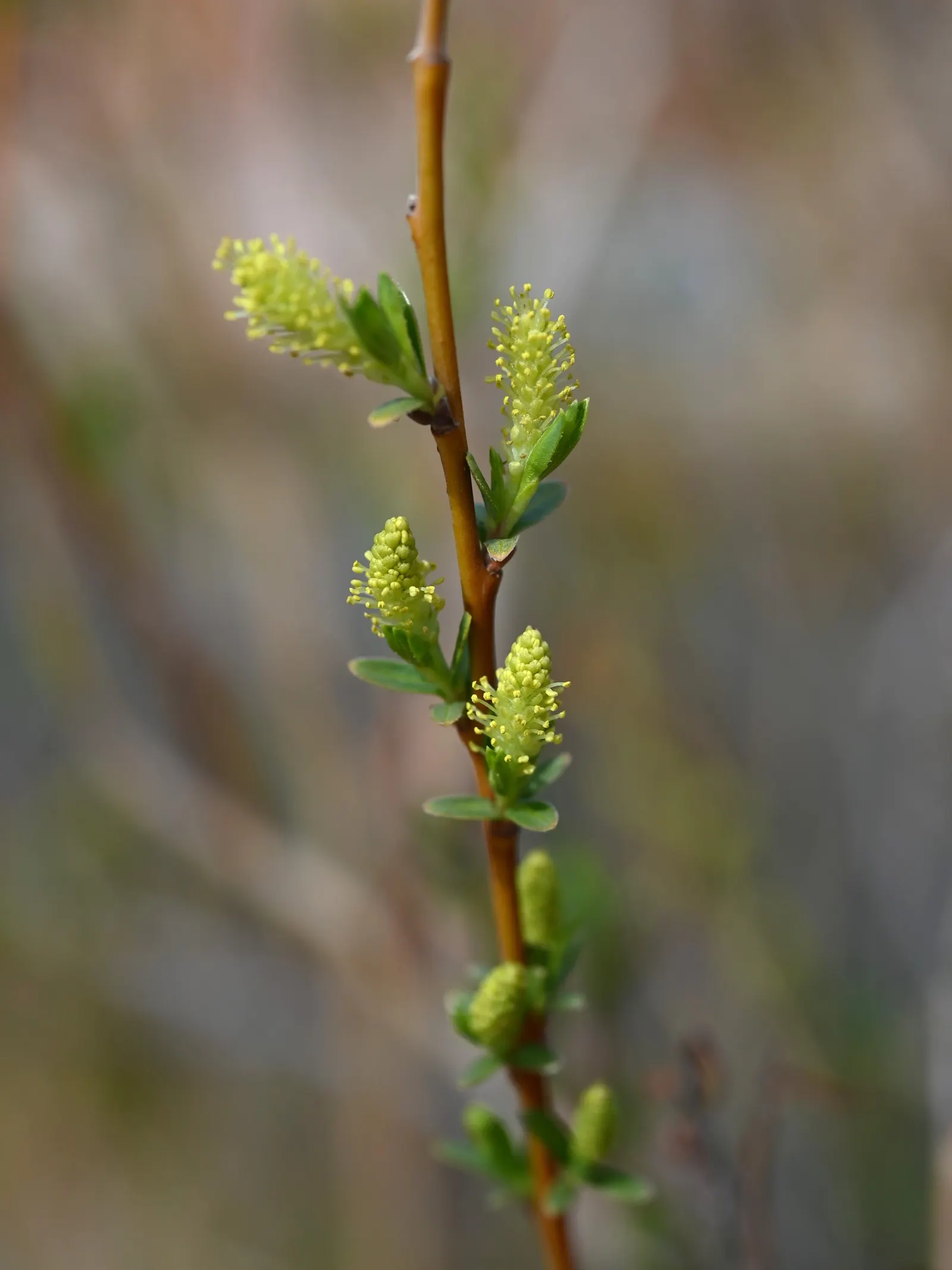 Arroyo Willow (Salix Exigua) — Adaptable to various soils, it prefers full sun to part shade and moist conditions; in height, with narrow, lance-shaped leaves