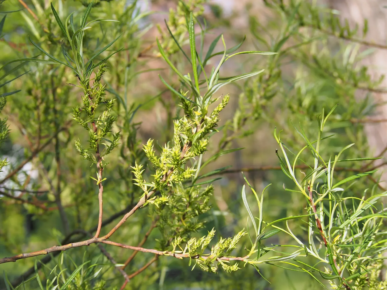Arroyo Willow (Salix Exigua) — such as near man-made streams or in rain gardens; adaptable to various soils, it prefers full sun to part shade and, image 84