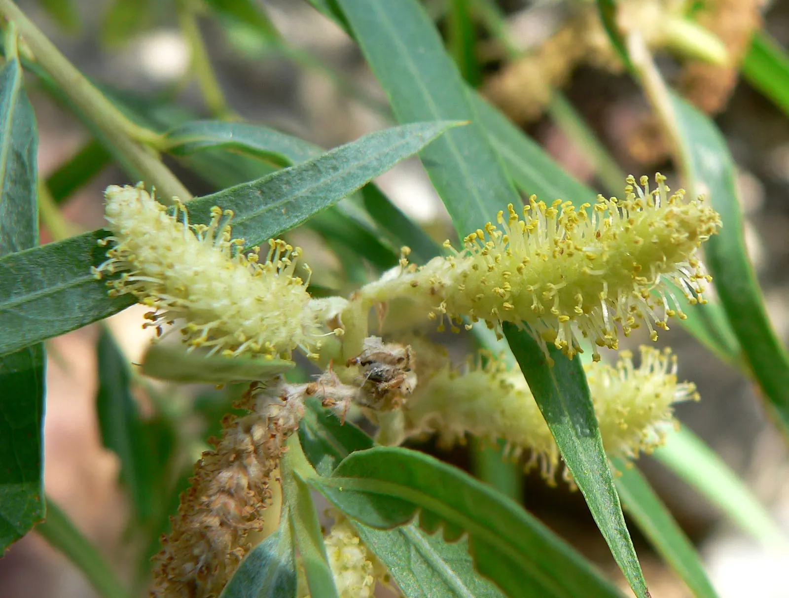 Arroyo Willow (Salix Exigua) — which are typically 2 to 5 inches long