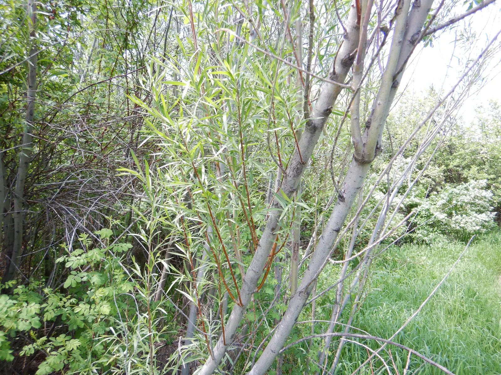 Arroyo Willow (Salix Exigua) — such as near man-made streams or in rain gardens; adaptable to various soils, it prefers full sun to part shade and moist