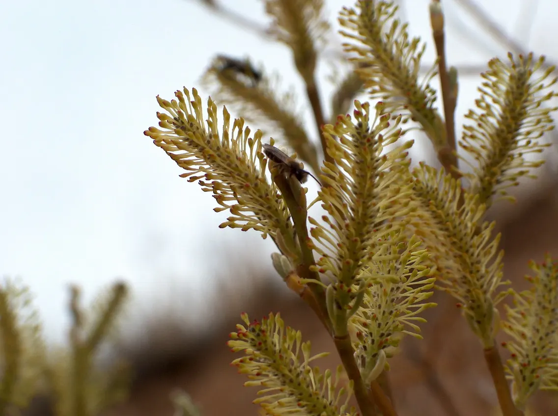Arroyo Willow (Salix Exigua) — tree for full or half; such as near man-made streams or in rain gardens