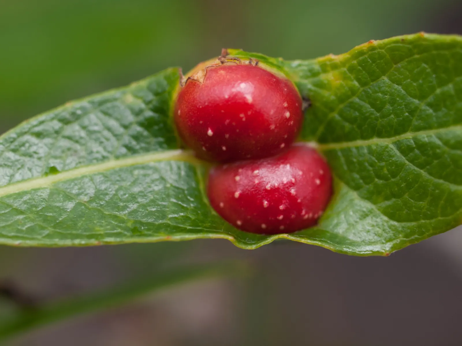 Arroyo Willow (Salix Exigua) — which are typically 2 to 5 inches long; scientifically known as Salix exigua, image 72