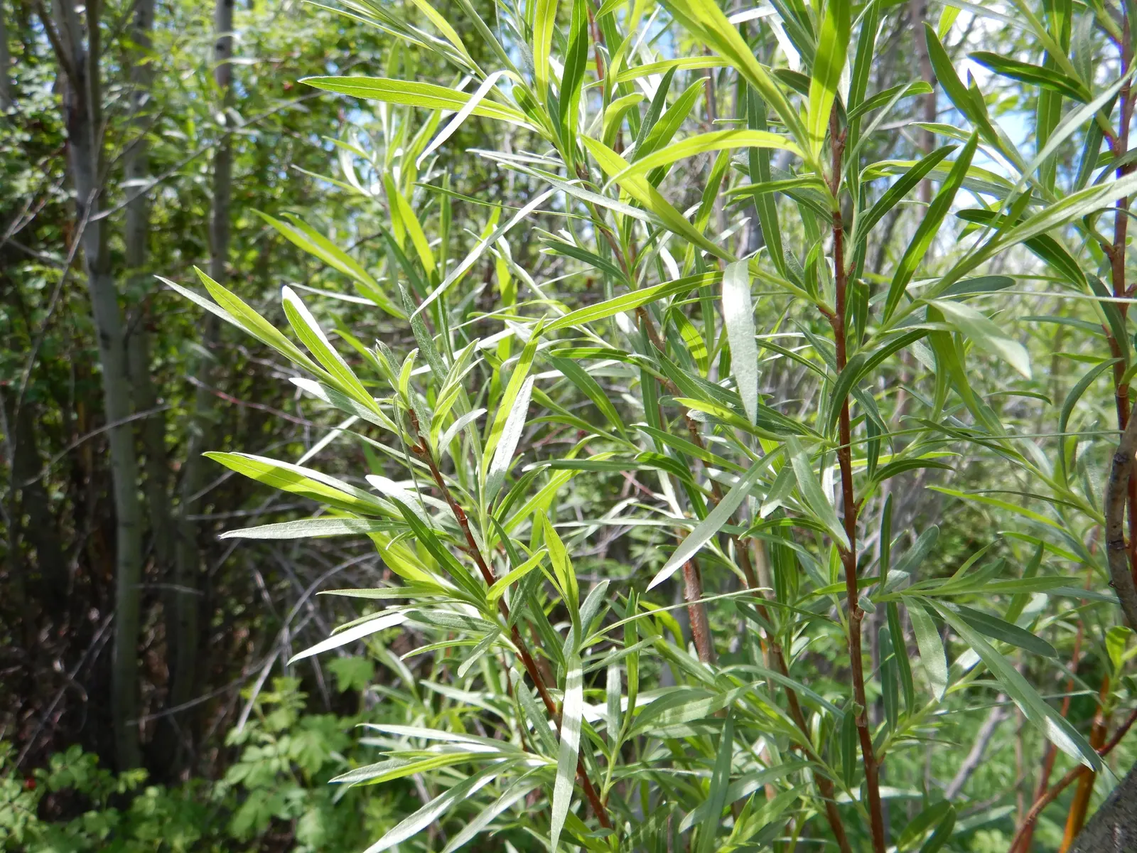Arroyo Willow (Salix Exigua) — tree with white and yellow blooms; this deciduous shrub requires minimal maintenance once established, image 86