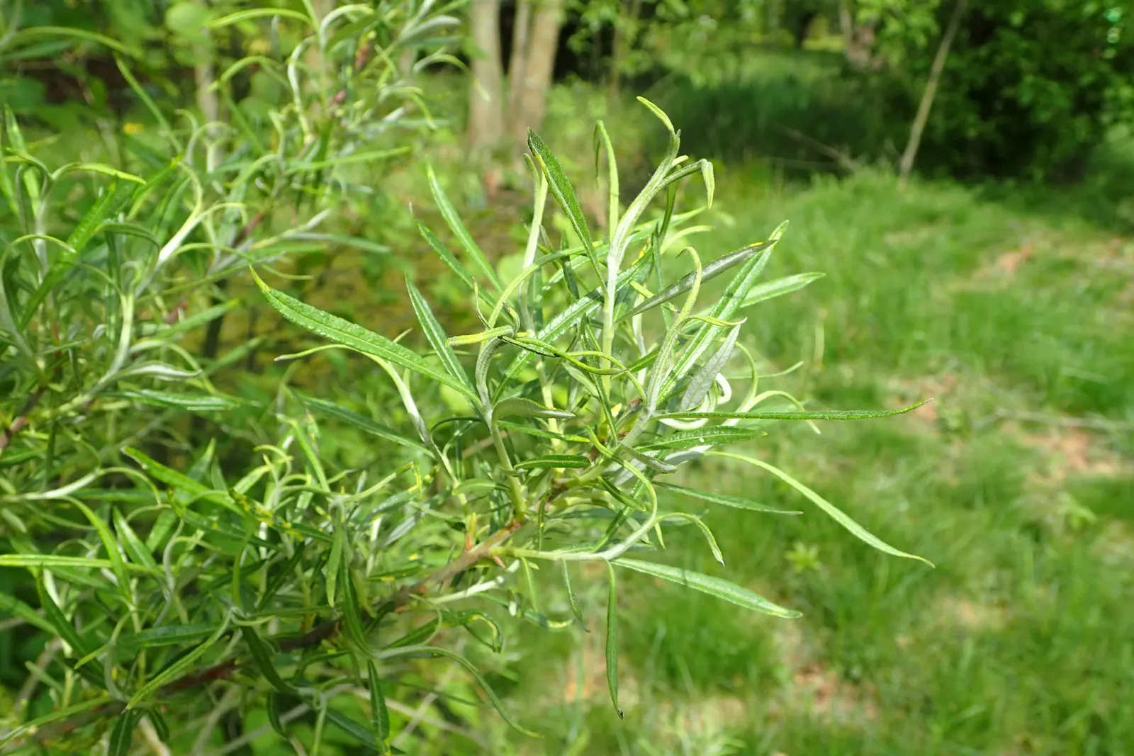 Arroyo Willow (Salix Exigua) — When integrating this shrub into a garden; though occasional pruning can promote a more compact form, image 82
