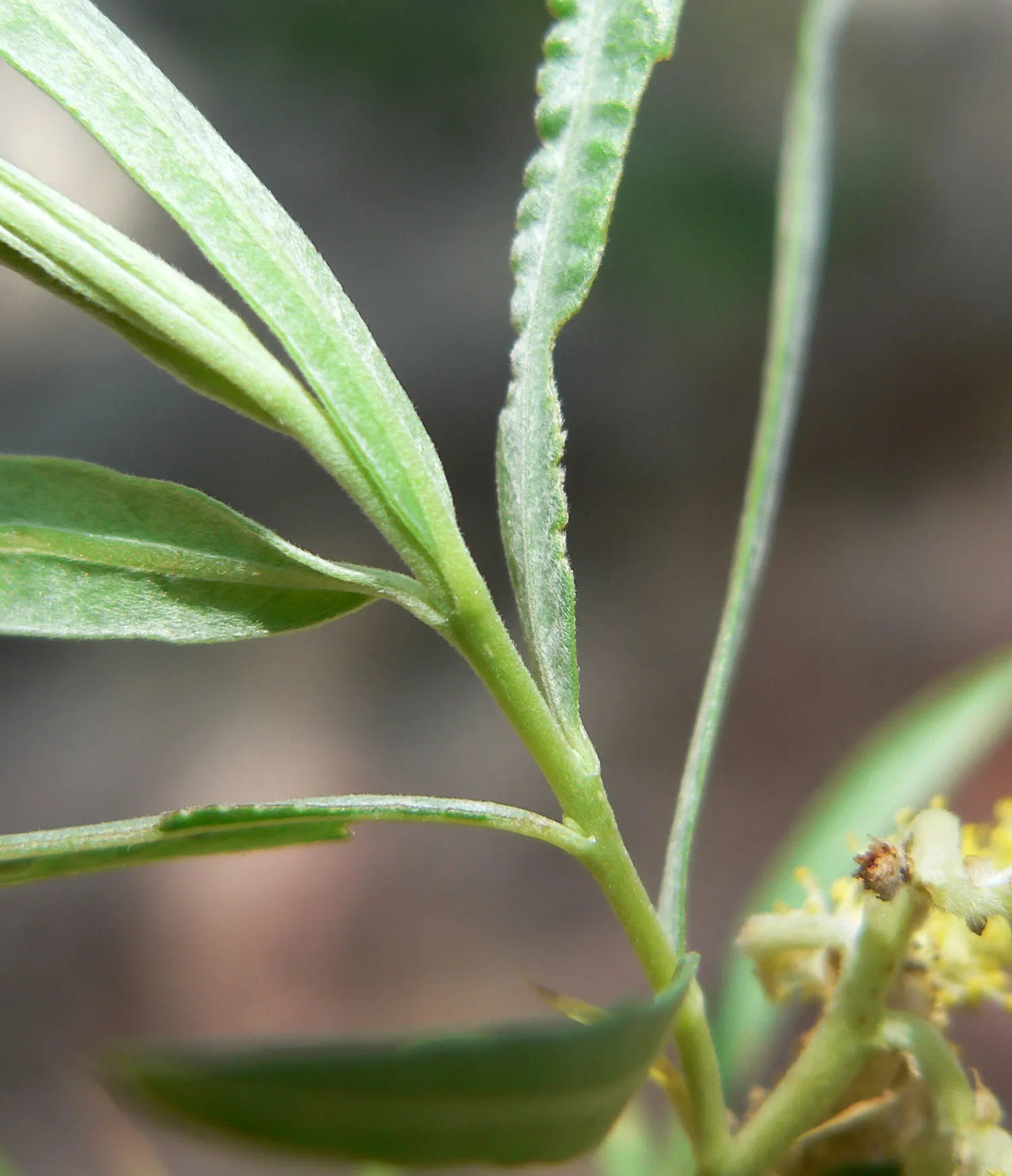 Arroyo Willow (Salix Exigua) — preferring full sun to partial shade