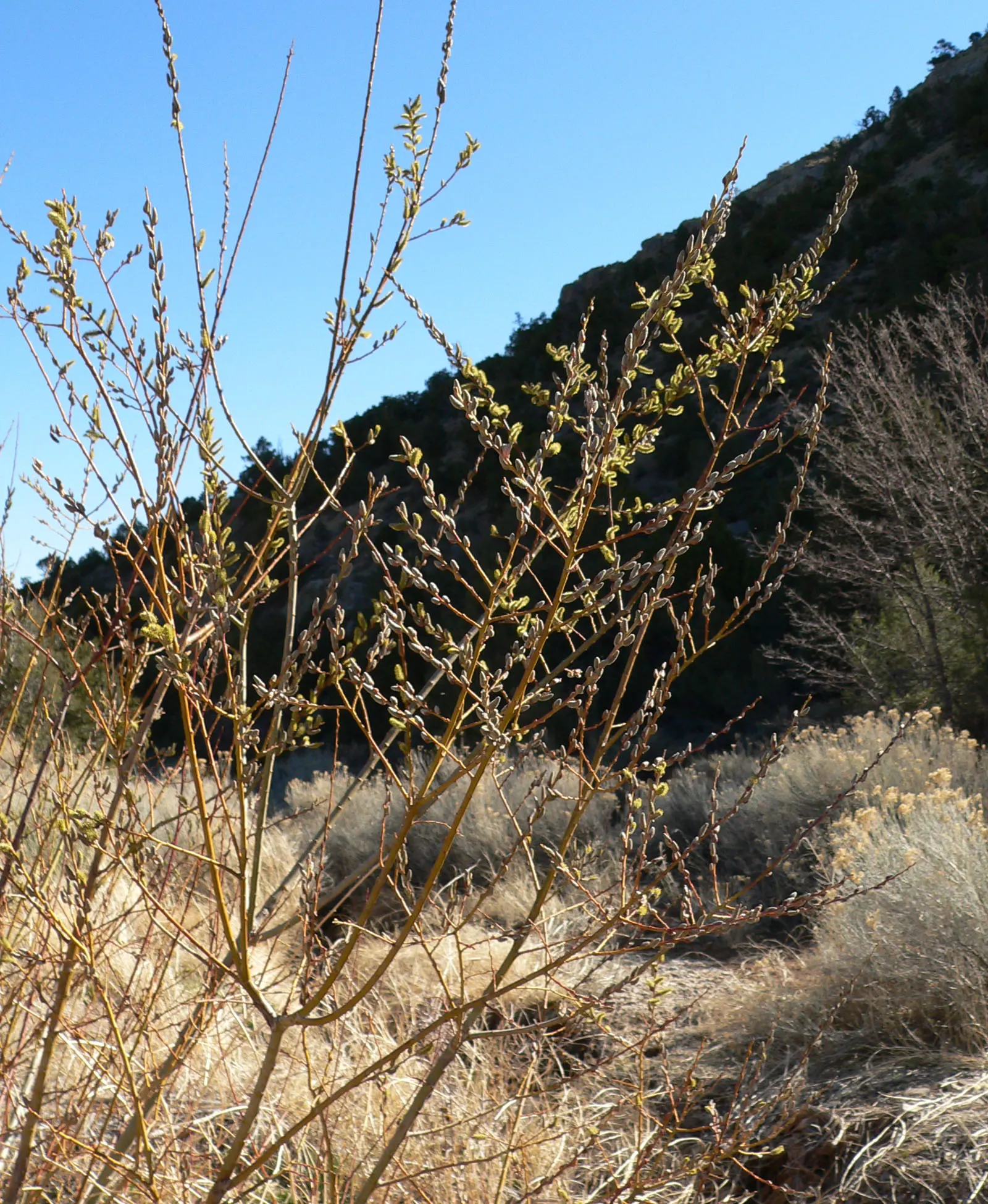 Arroyo Willow (Salix Exigua) — This deciduous shrub/small tree ranges from 13-33 ft; and is commonly found along streams, image 89