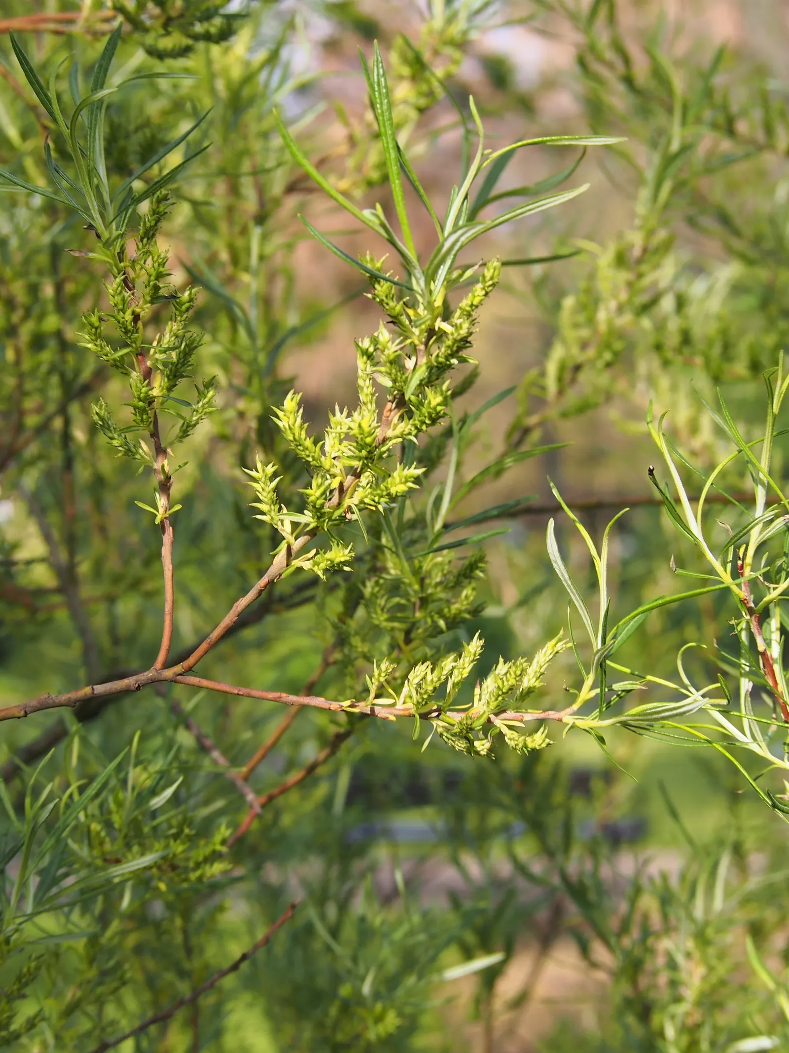 Arroyo Willow (Salix Exigua) — This deciduous shrub requires minimal maintenance once established; which are typically 2 to 5 inches long, image 77
