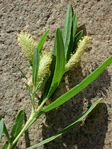 Arroyo Willow (Salix Exigua) — When integrating this shrub into a garden