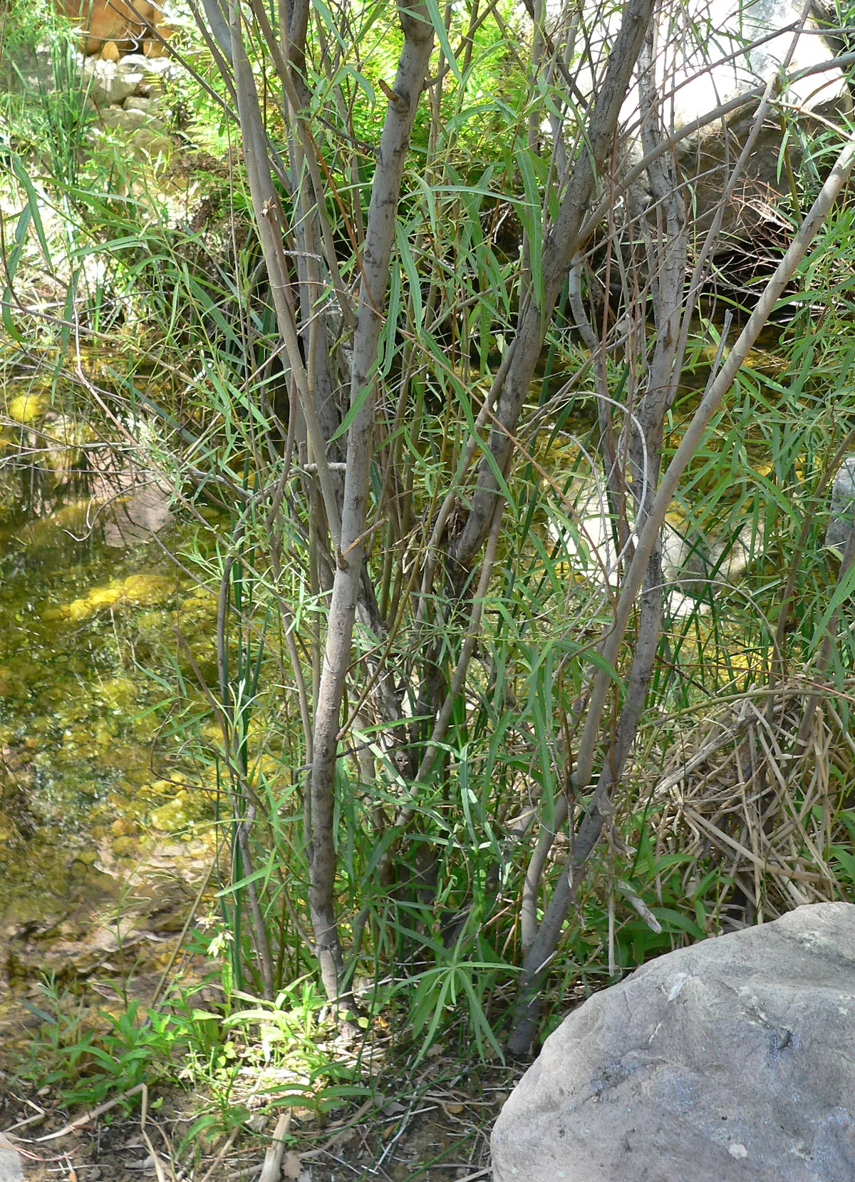 Arroyo Willow (Salix Exigua) — making it an excellent choice for erosion control as it stabilizes stream banks and slopes; salix exigua is, image 74