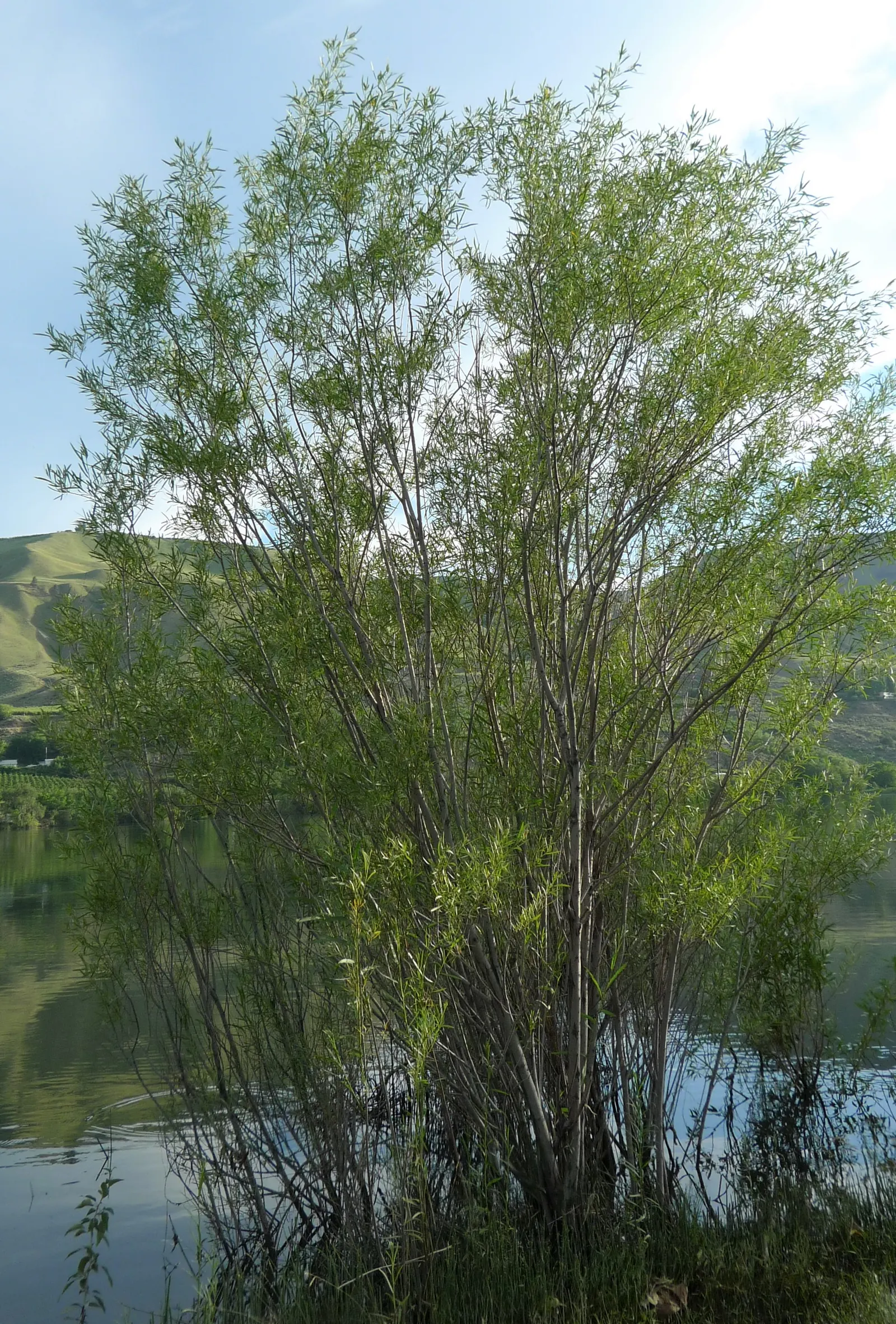 Arroyo Willow (Salix Exigua) — scientifically known as Salix exigua; when integrating this shrub into a garden