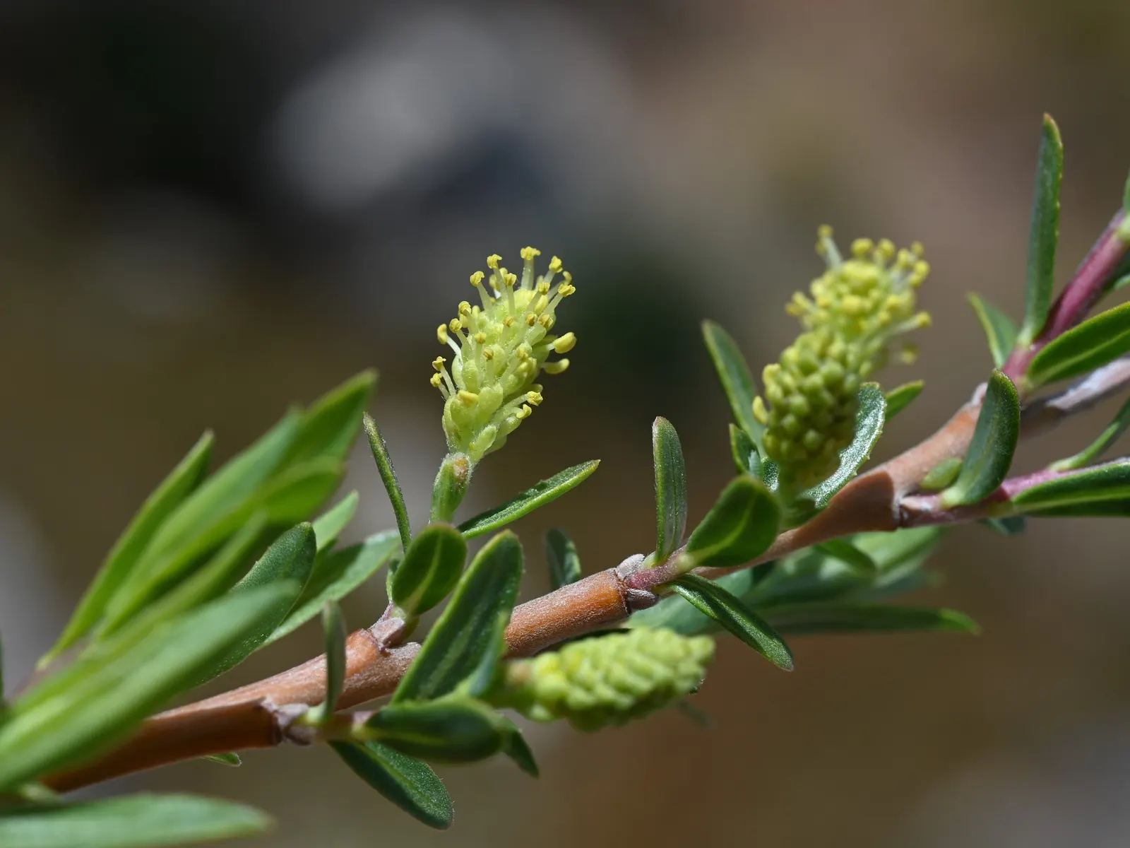 Arroyo Willow (Salix Exigua) — and wetlands.<br><br>Mature specimens reach heights varying from 5 to 15 feet with a spread of 4 to 12 feet; worry-free