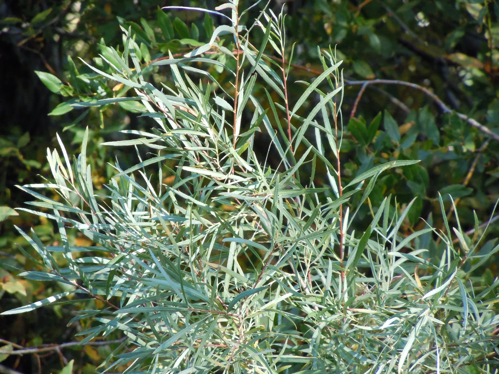 Arroyo Willow (Salix Exigua) — In spring, it sports catkins, adding a soft texture