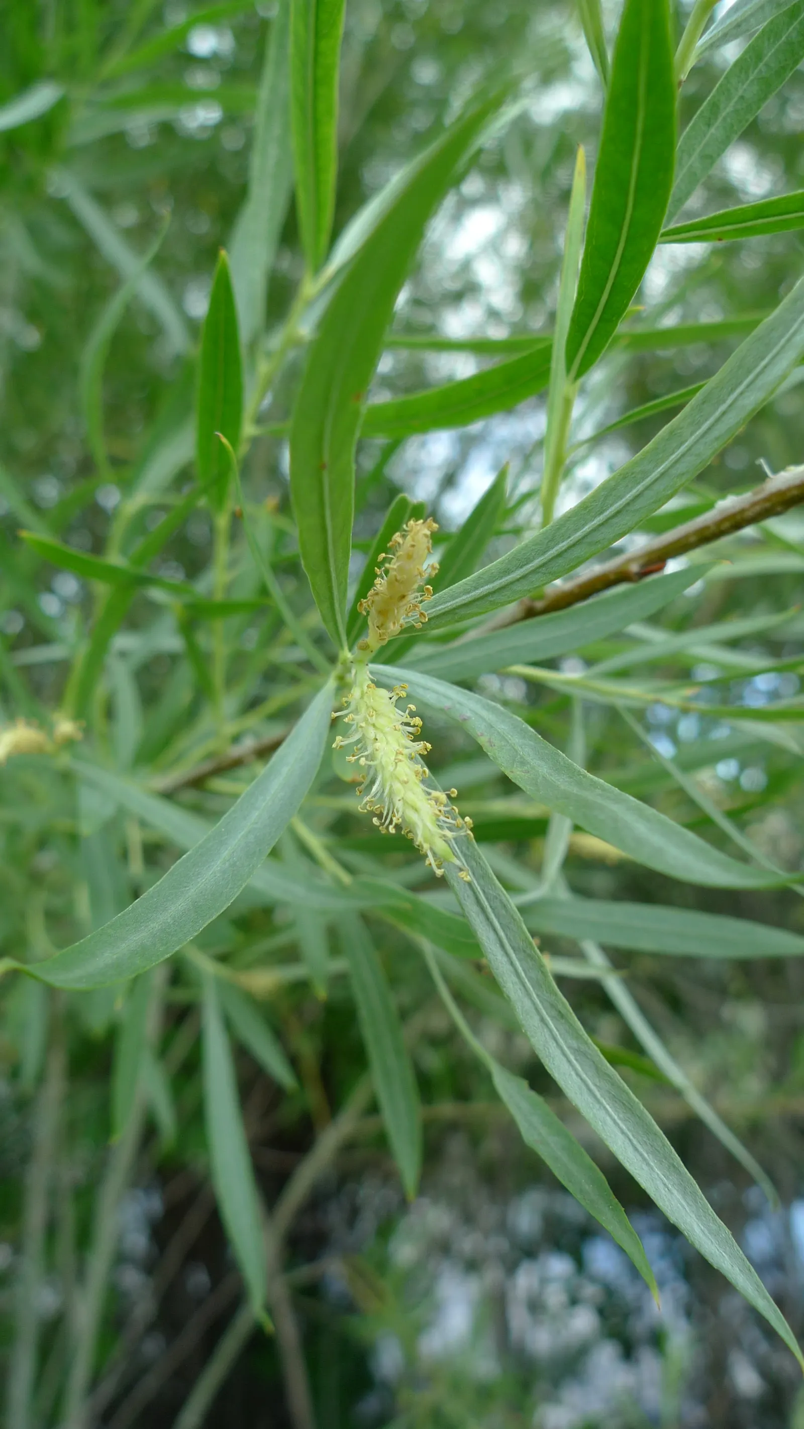 Arroyo Willow (Salix Exigua) — worry-free component for a sustainable landscape design