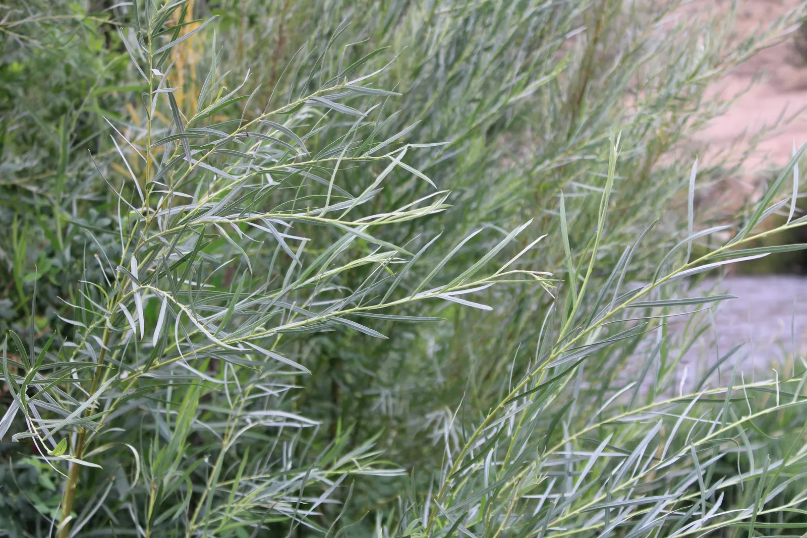 Arroyo Willow (Salix Exigua) — scientifically known as Salix exigua; when integrating this shrub into a garden, image 66