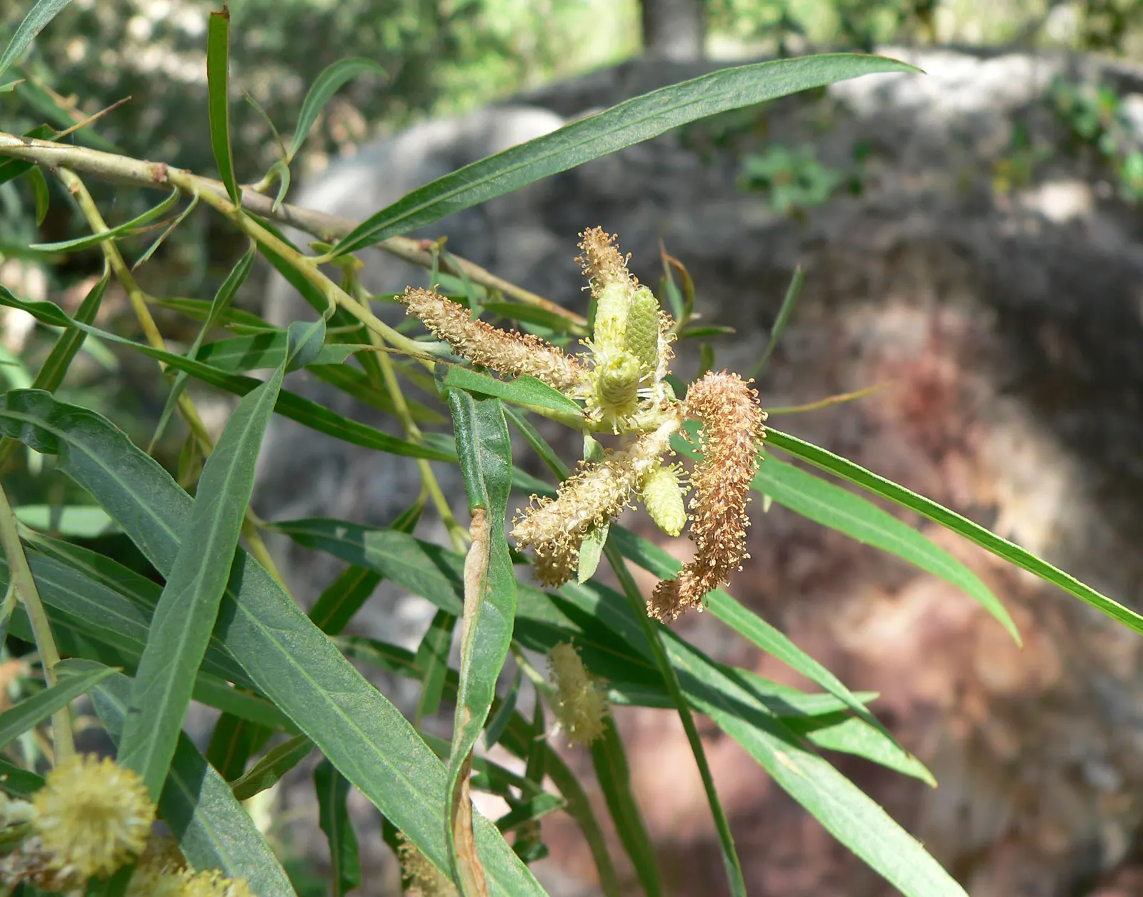 Arroyo Willow (Salix Exigua) — which are beneficial for pollinators