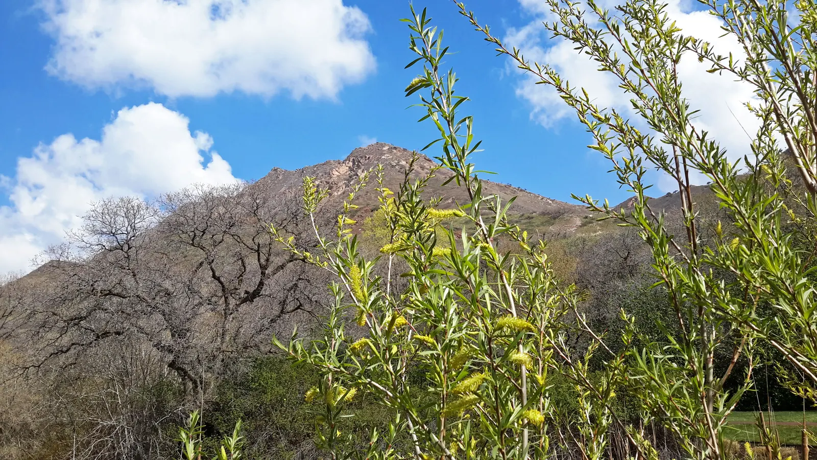 Arroyo Willow (Salix Exigua) — and is commonly found along streams; making it an excellent choice for erosion control as it stabilizes stream banks and slopes